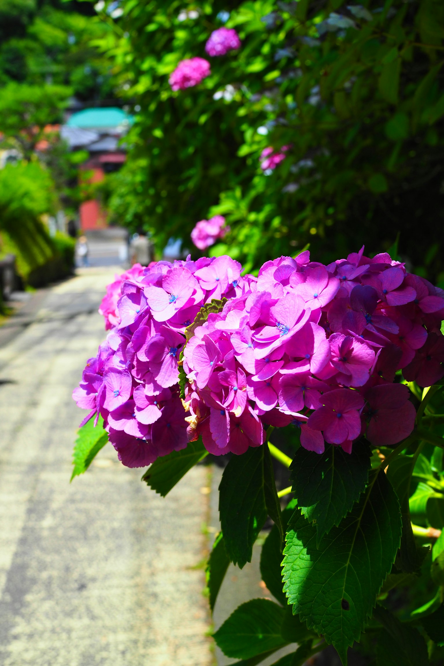 Fiori viola vivaci lungo un sentiero soleggiato