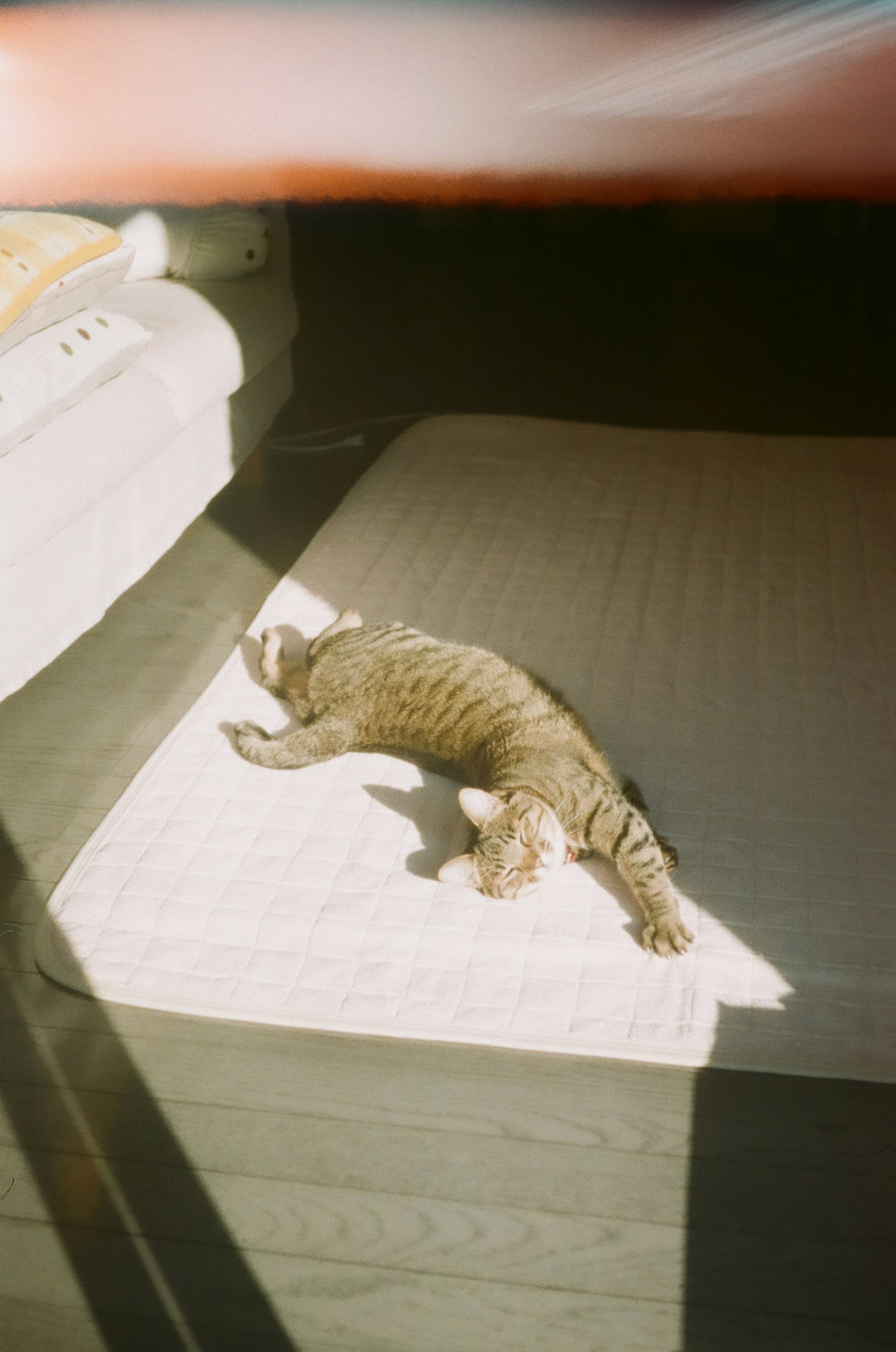 Un chat se prélassant au soleil sur un lit montrant une posture détendue