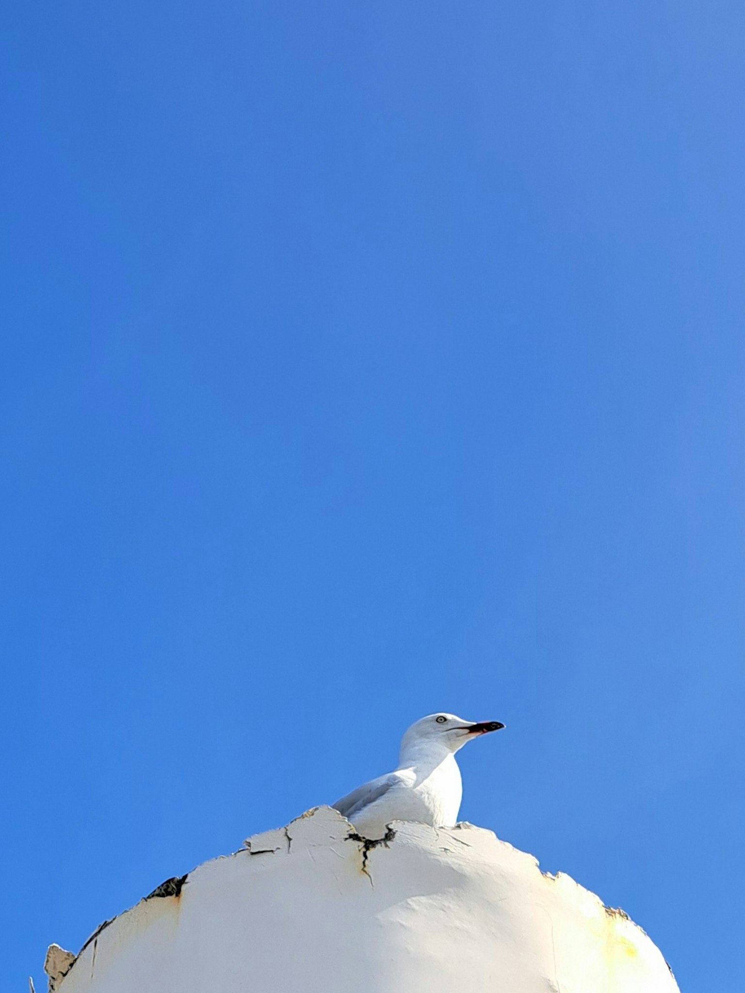一隻白鳥棲息在破碎的蛋殼上，背景是藍天