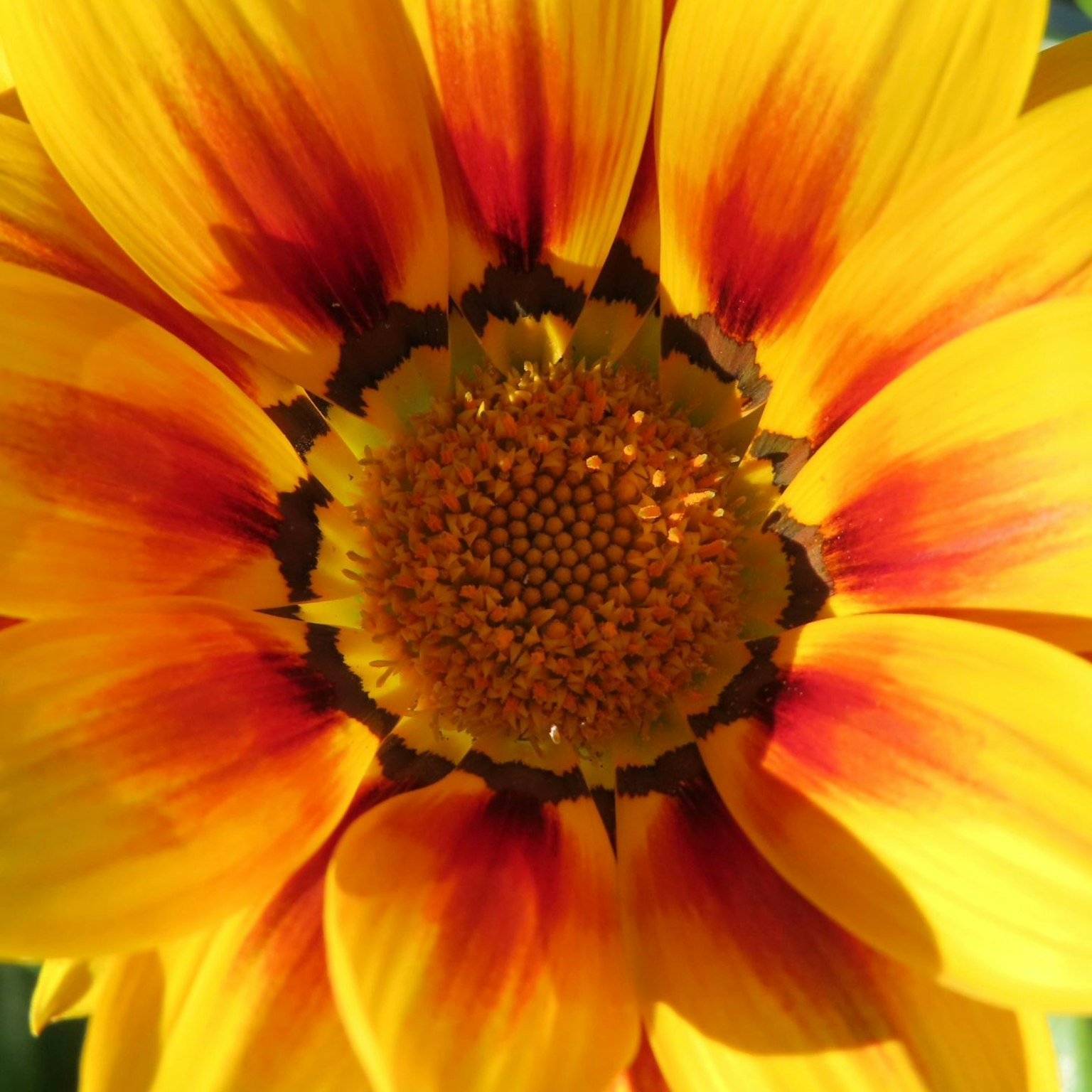 Close-up of a vibrant yellow and orange flower center