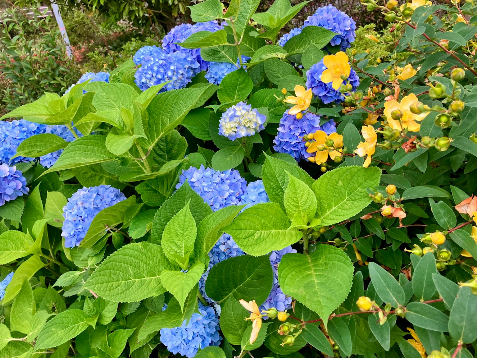Lush garden scene featuring blue hydrangeas and yellow flowers