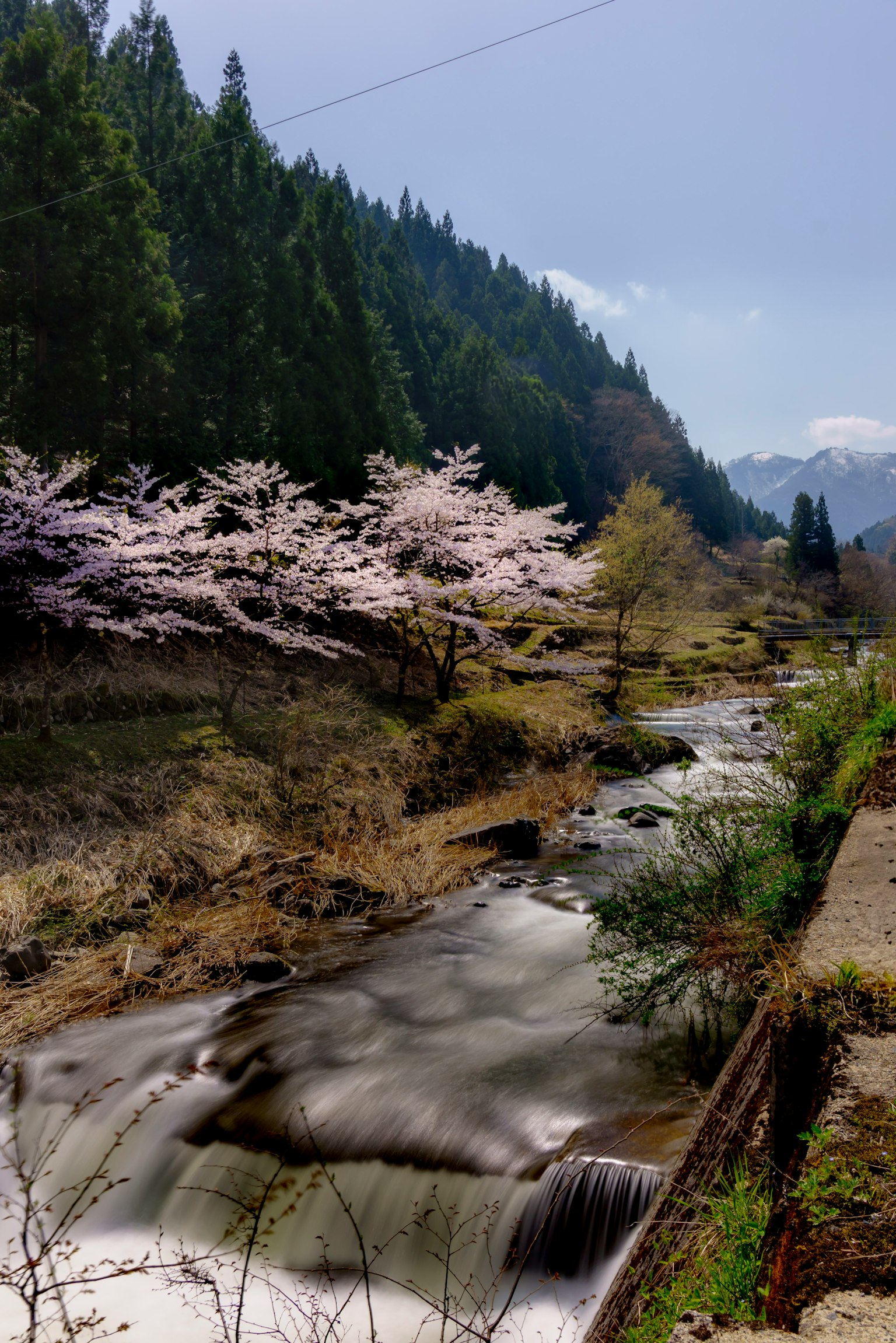 Pemandangan indah pohon sakura di samping sungai yang mengalir