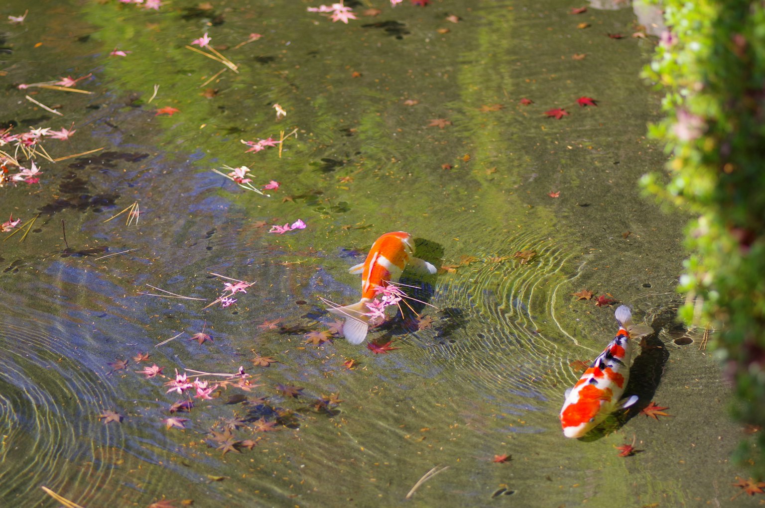 Koi orange nageant dans un étang entouré de plantes aquatiques