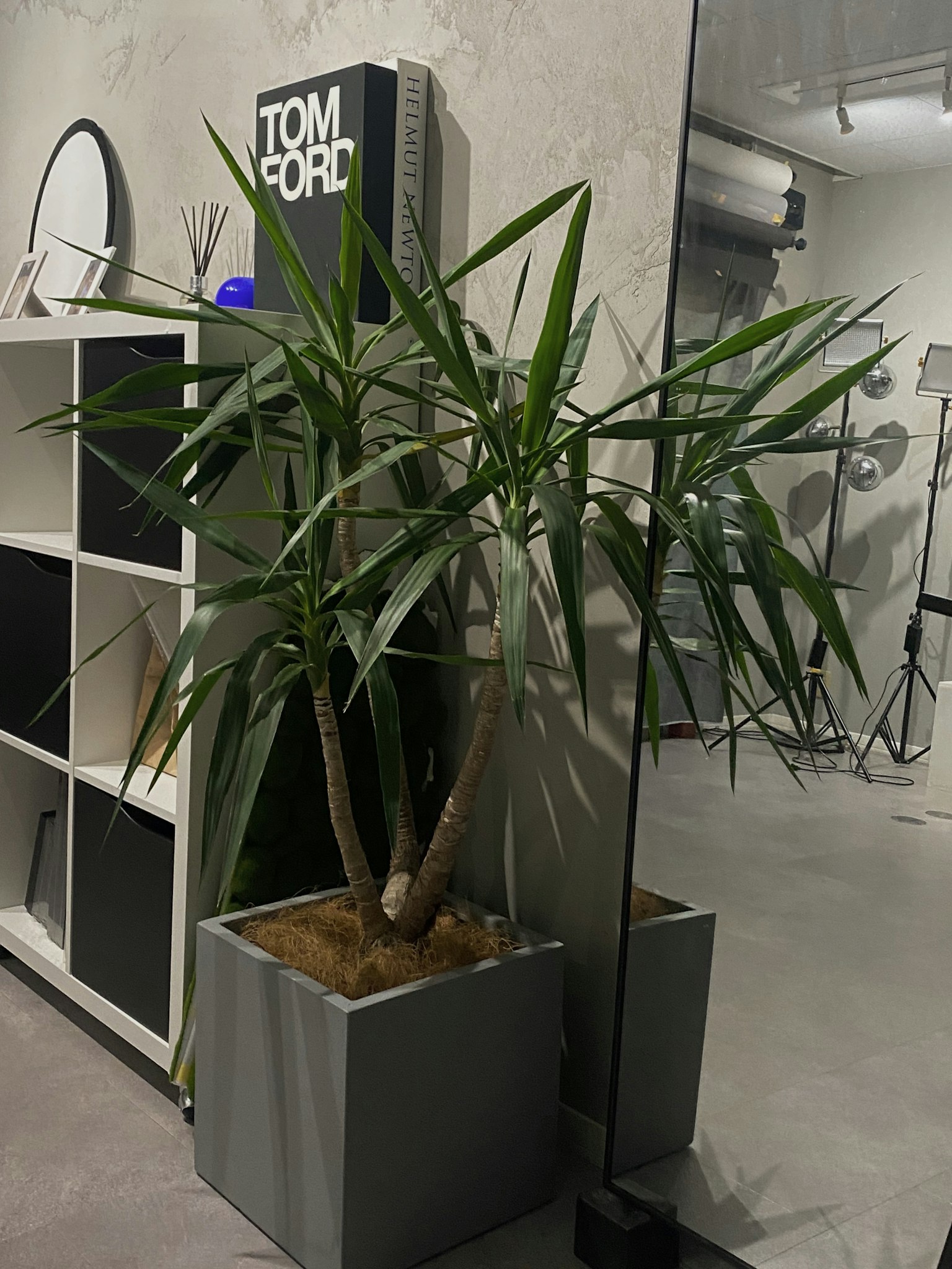 Angolo di una stanza con una pianta verde e design d'interni moderno