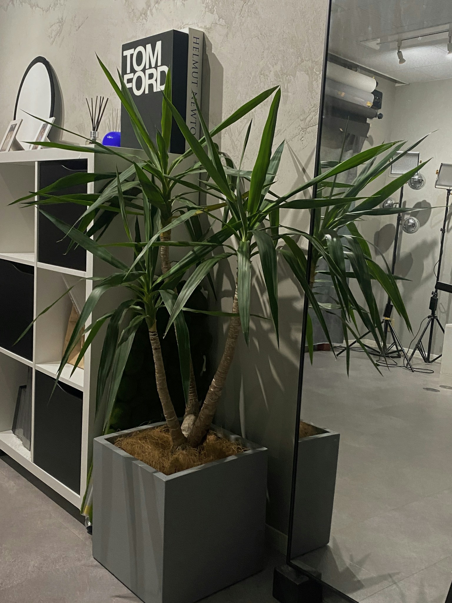 Ecke eines Raumes mit einer grünen Pflanze und modernem Innendesign