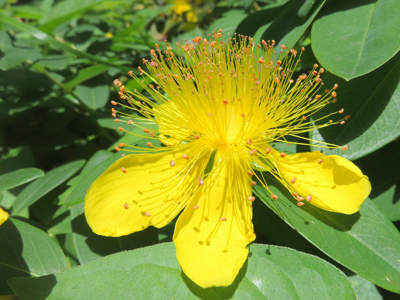 Primer plano de una flor amarilla vibrante con estambres largos