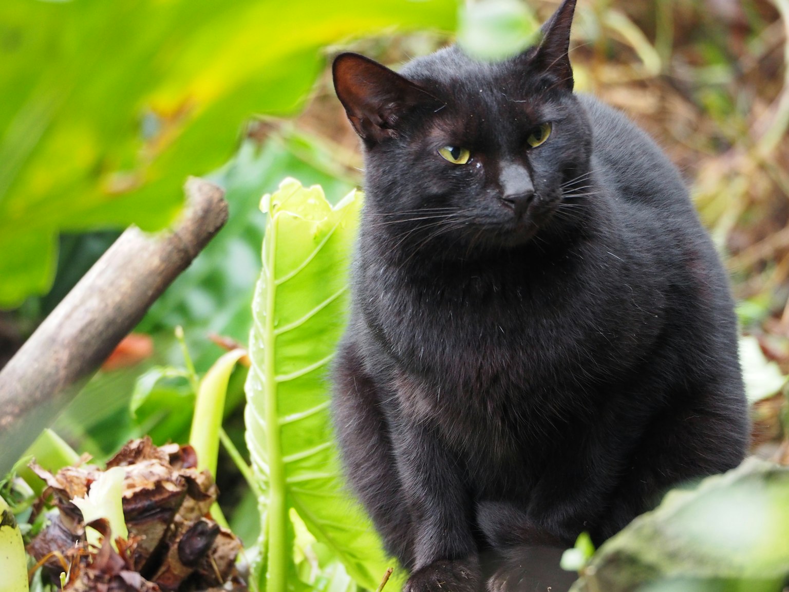Kucing hitam duduk di antara daun hijau