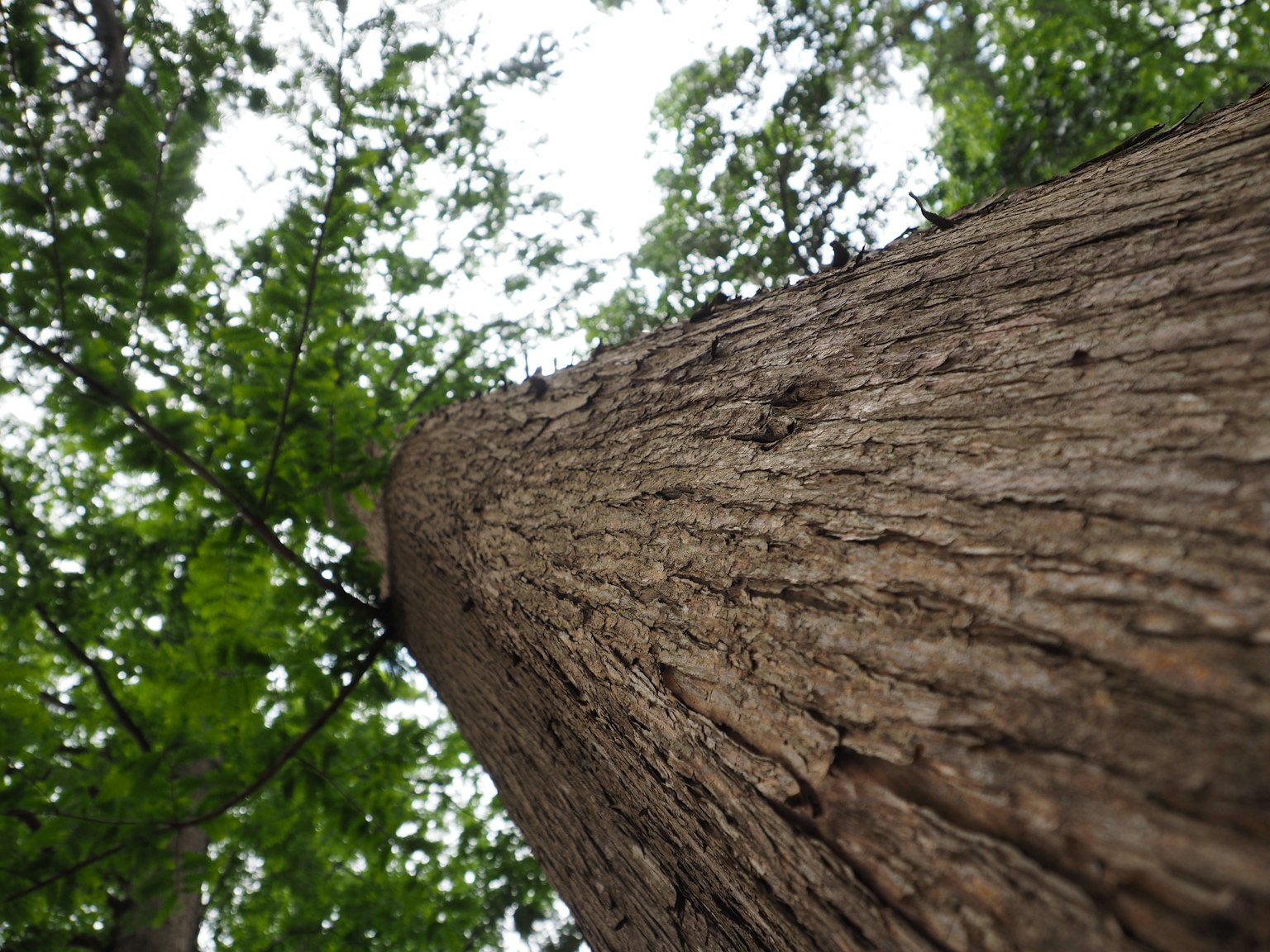 Photo en gros plan d'un tronc d'arbre prise d'en bas avec des feuilles vertes au-dessus
