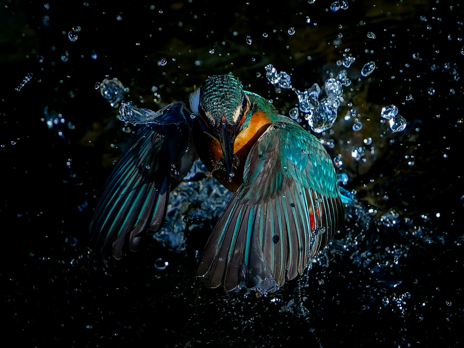 Héron vibrant avec des éclaboussures d'eau