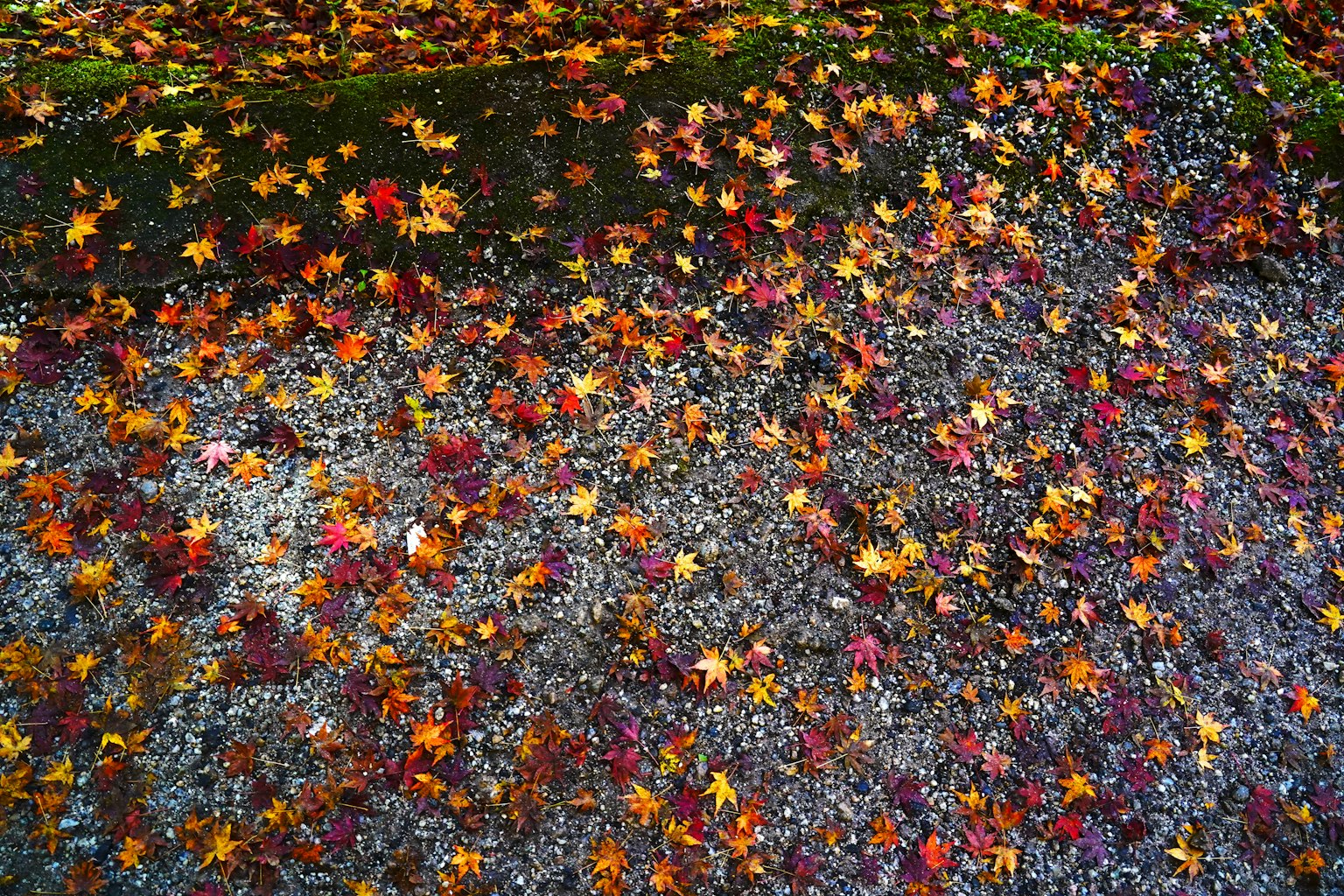 Feuilles d'automne colorées éparpillées sur le sol