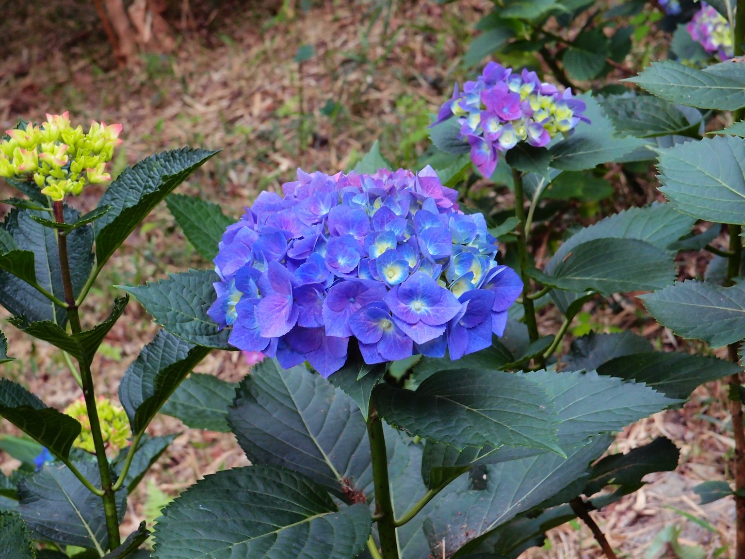 蓝色绣球花与绿色叶子
