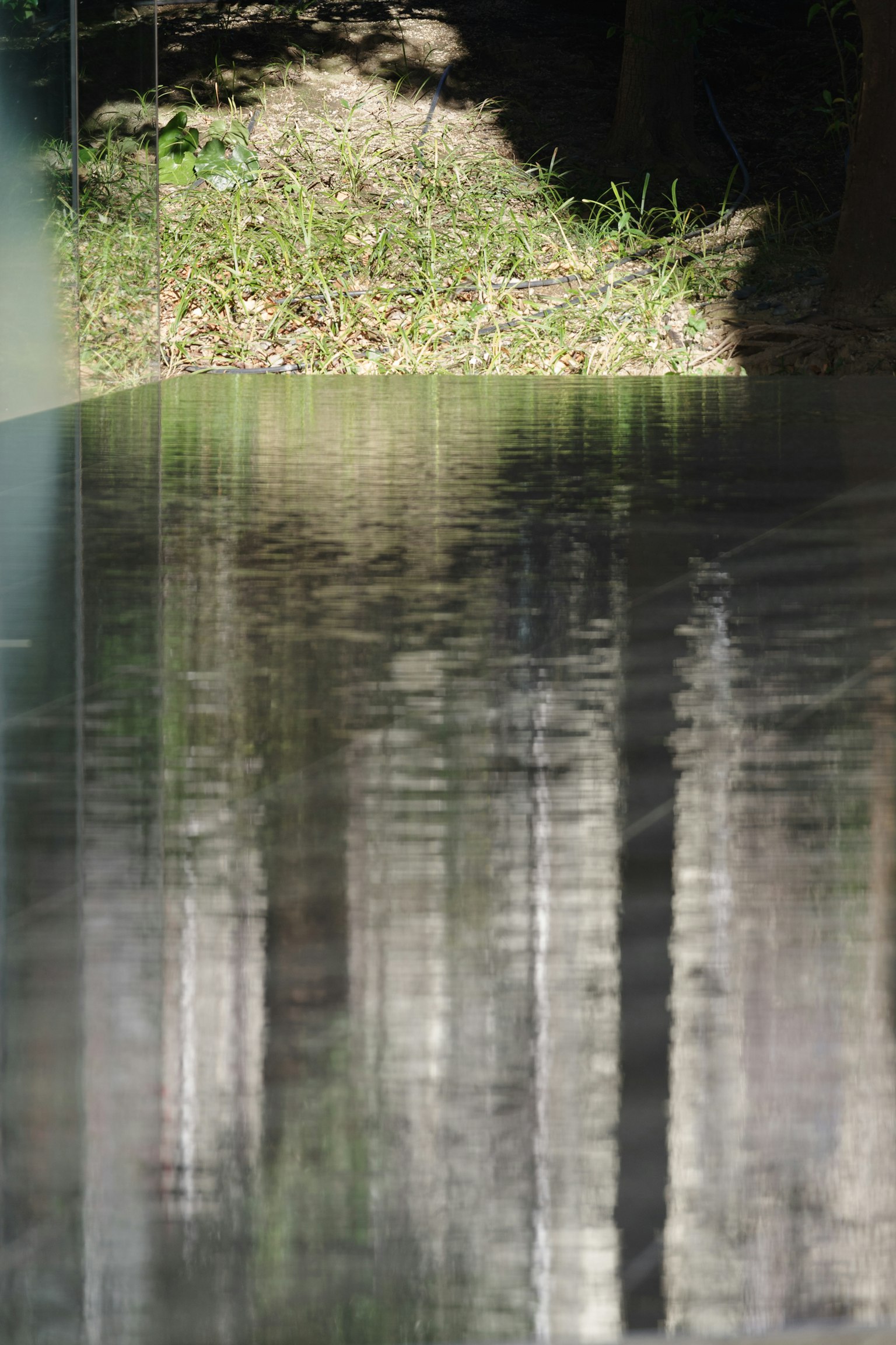 Surface d'eau calme reflétant des arbres et de l'herbe verte