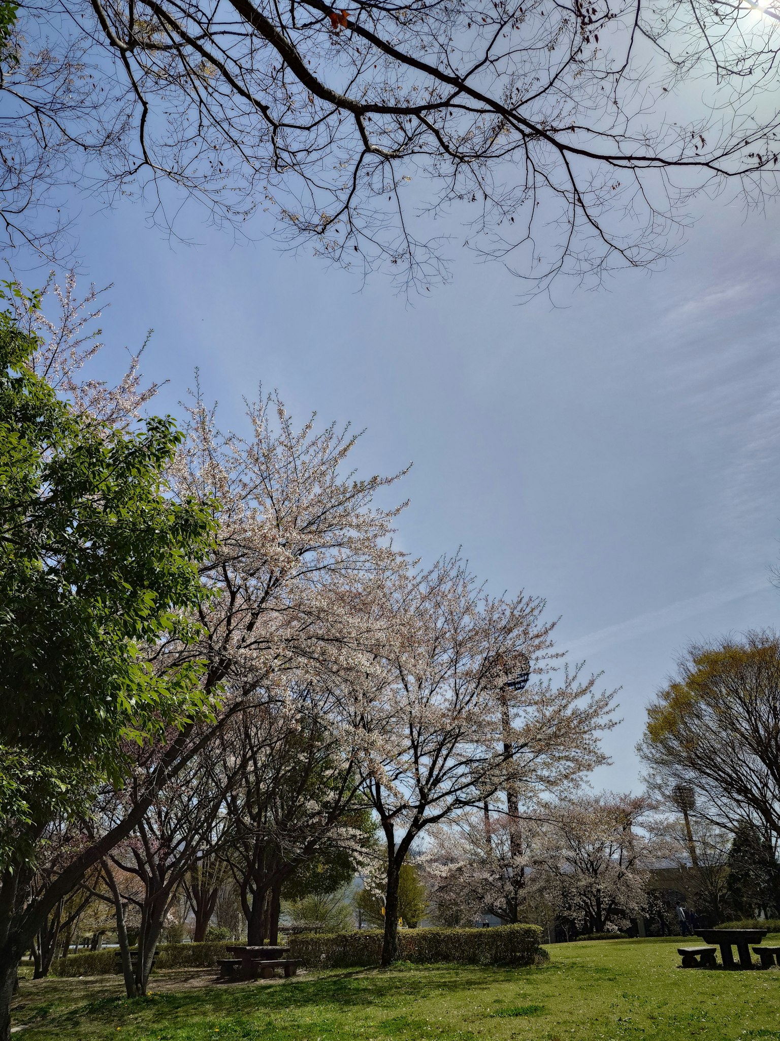 櫻花在藍天和綠色草地下盛開
