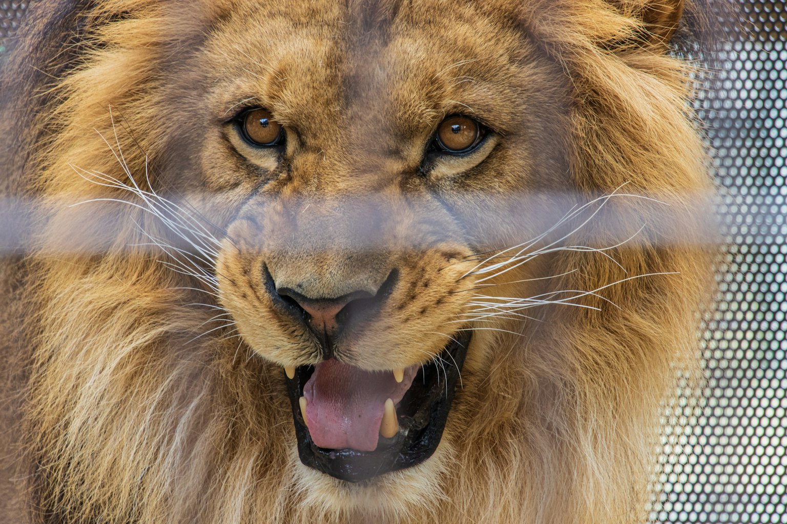 Acercamiento de un león rugiente detrás de una cerca