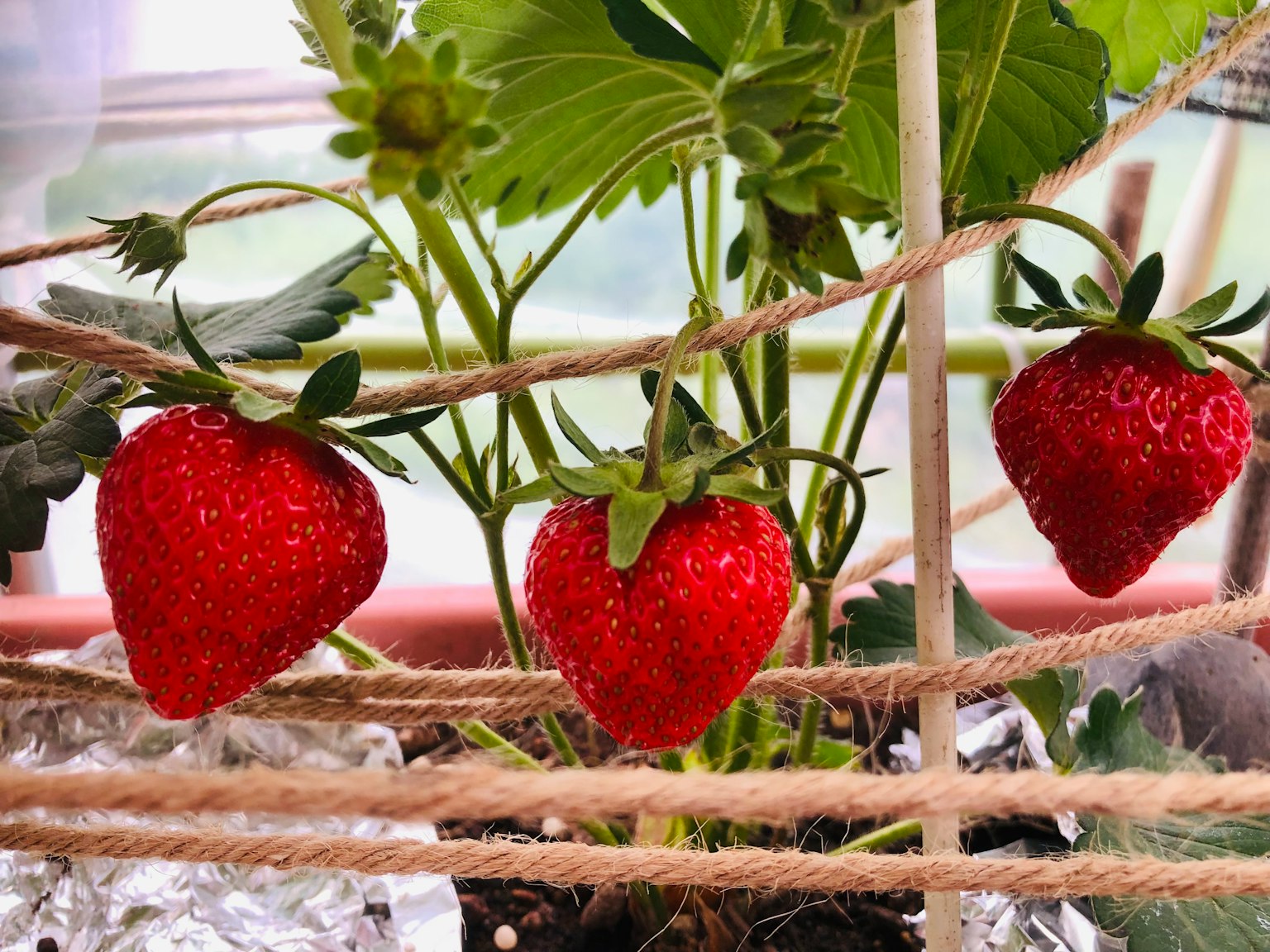 Trois fraises mûres suspendues à une plante avec des feuilles vertes et de la ficelle