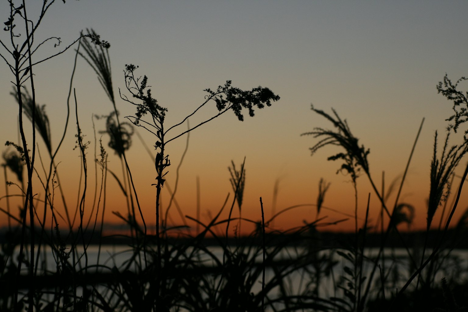 Silhouette von Gras gegen einen Sonnenuntergang am See