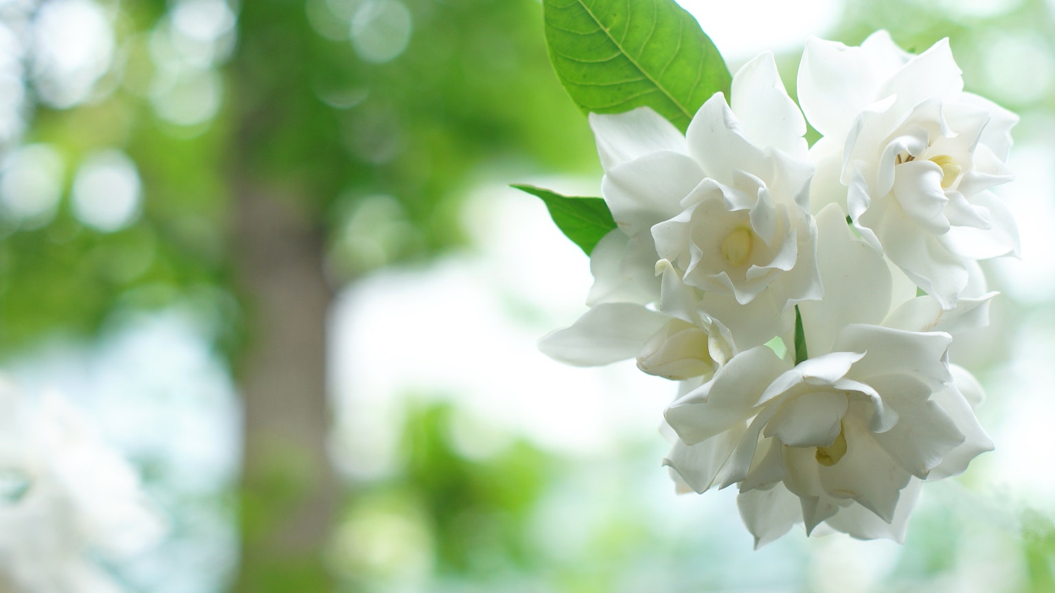 ภาพที่มีดอกไม้สีขาวและใบสีเขียวกับพื้นหลังเบลอ