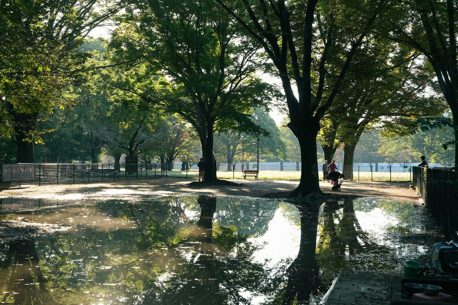 Scène de parc verdoyant avec des reflets dans les flaques personne marchant sous un soleil radieux