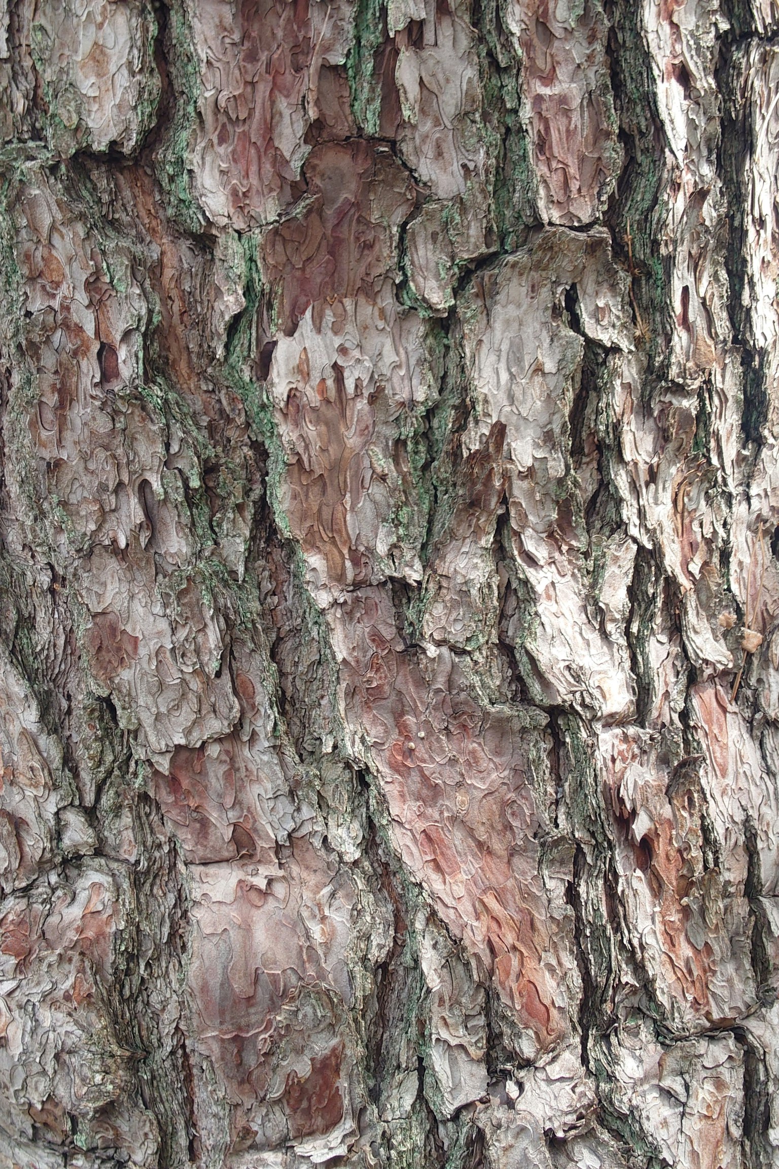 Close-up of tree bark texture with reddish-brown colors