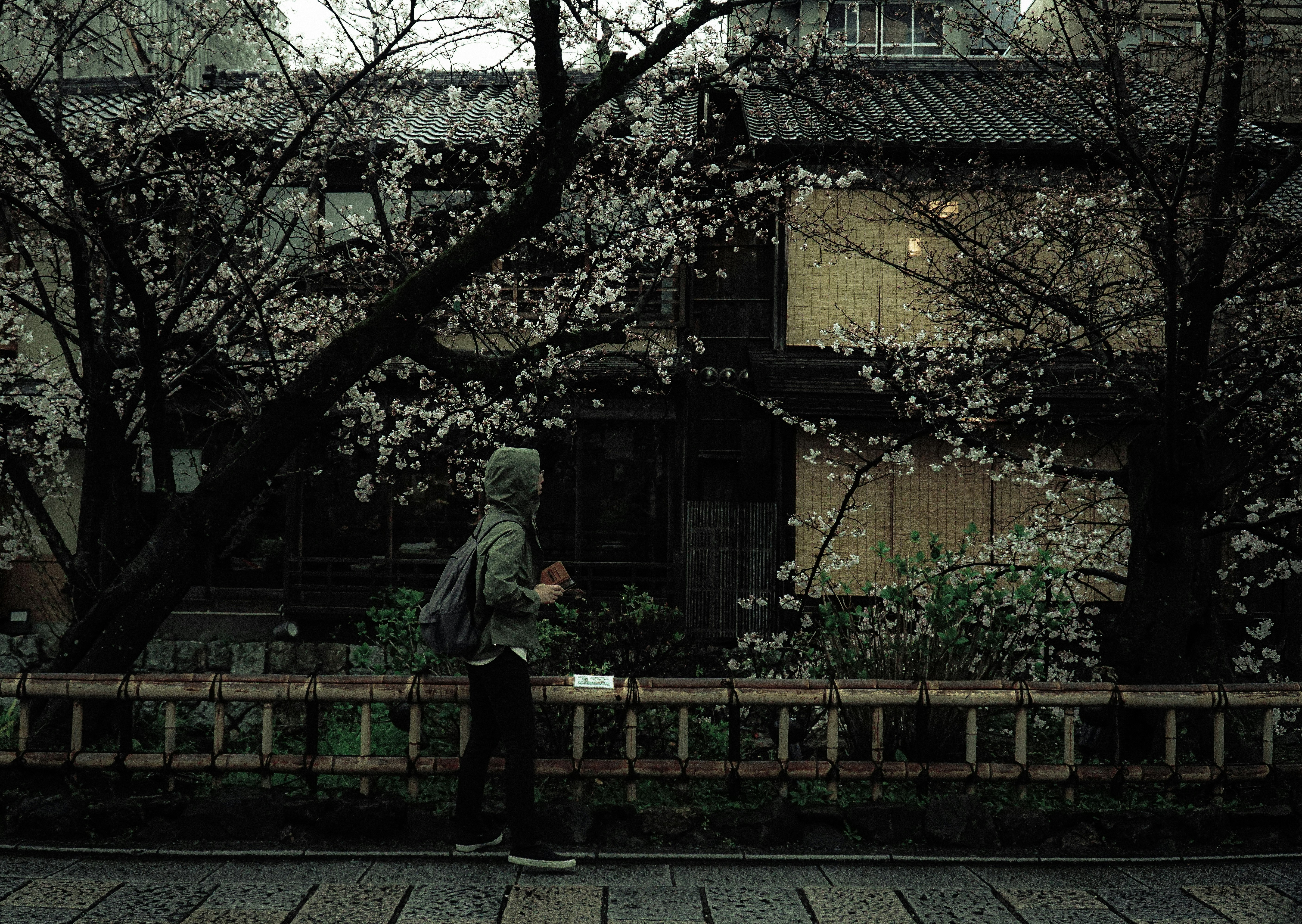 桜の咲く路地の石畳と古い建物の前で佇む人物