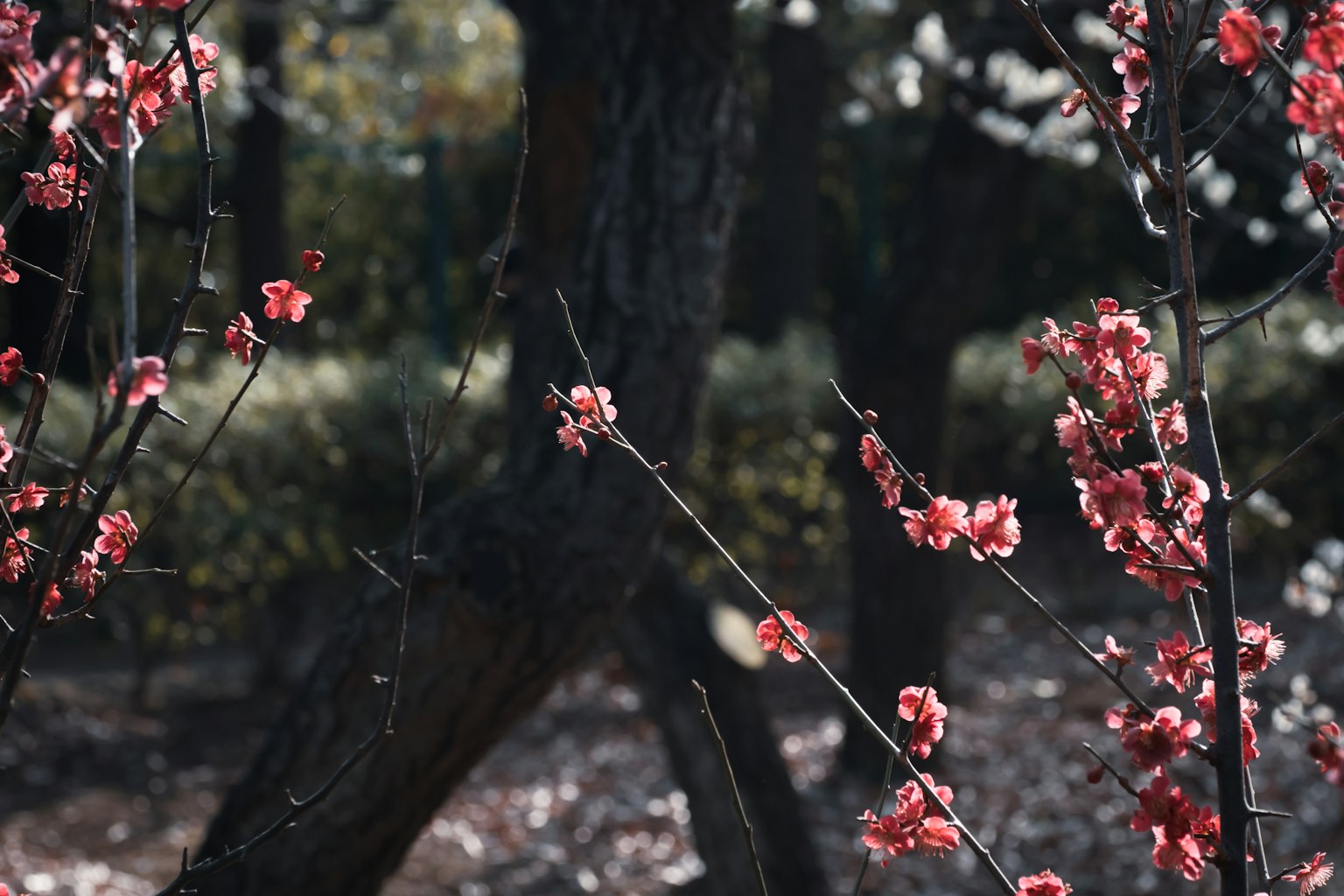 Äste mit blühenden Kirschblüten und verschwommenen Hintergrundbäumen