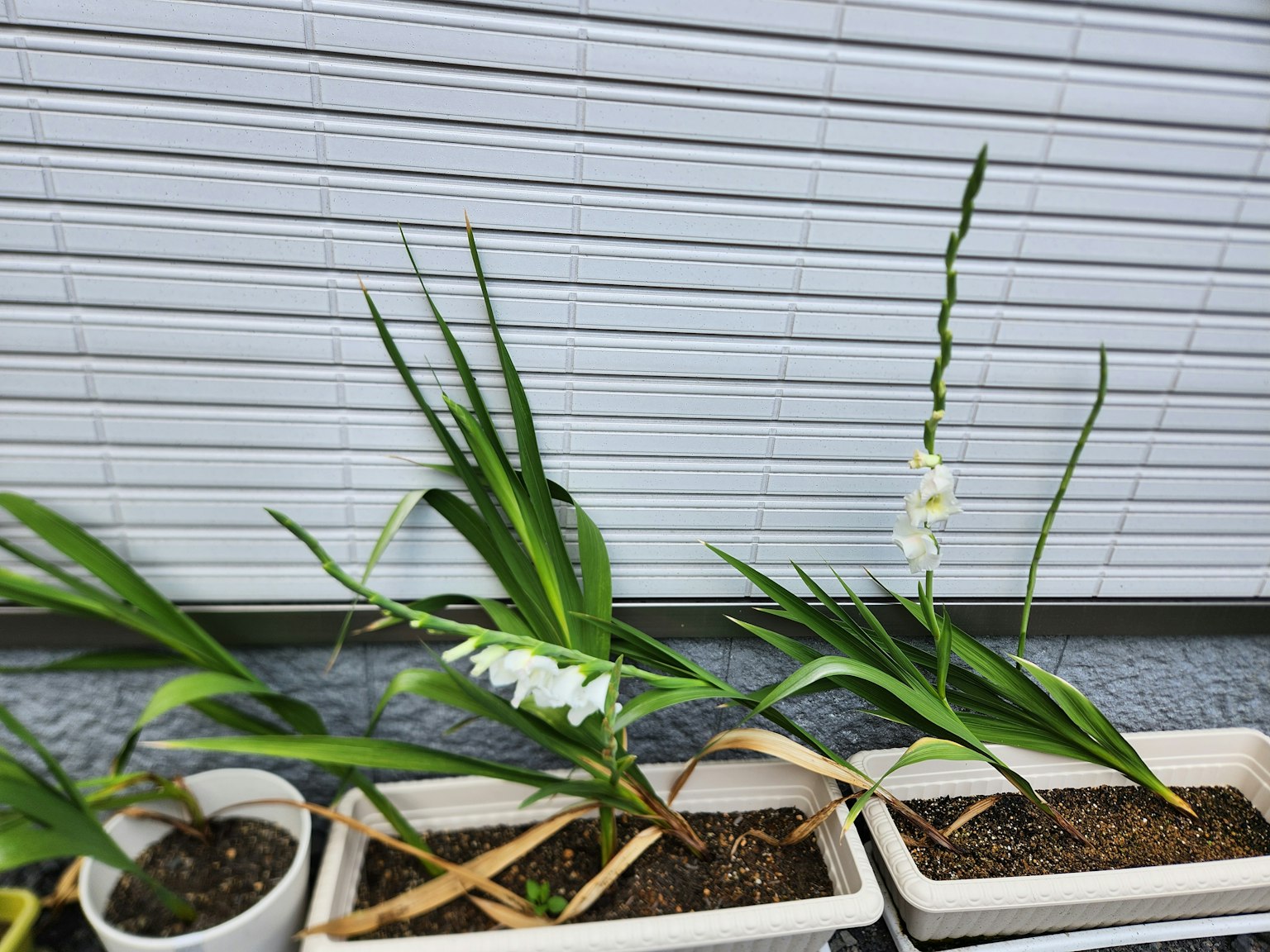 盆栽植物的排列，帶有白色蘭花和綠色葉子