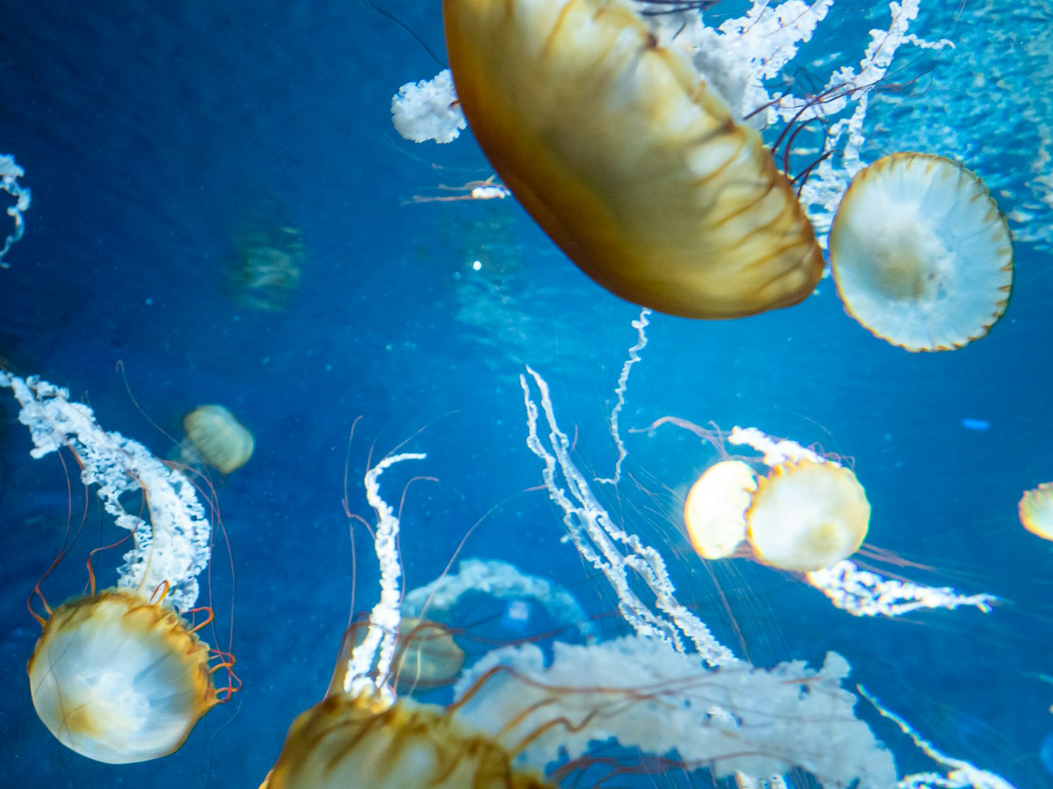Eine Gruppe von Quallen schwimmt im blauen Wasser