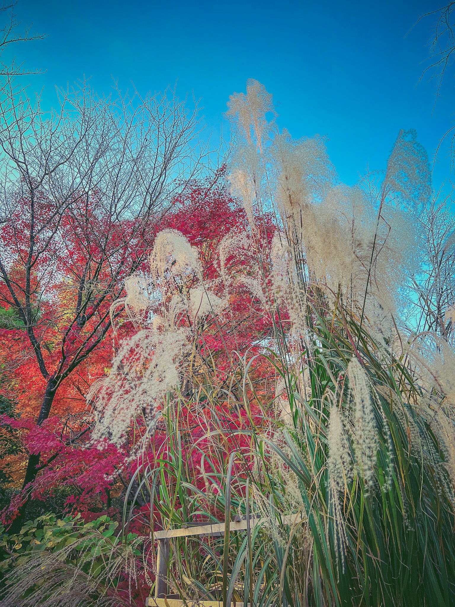 Paesaggio con fogliame autunnale vibrante e alte erbe