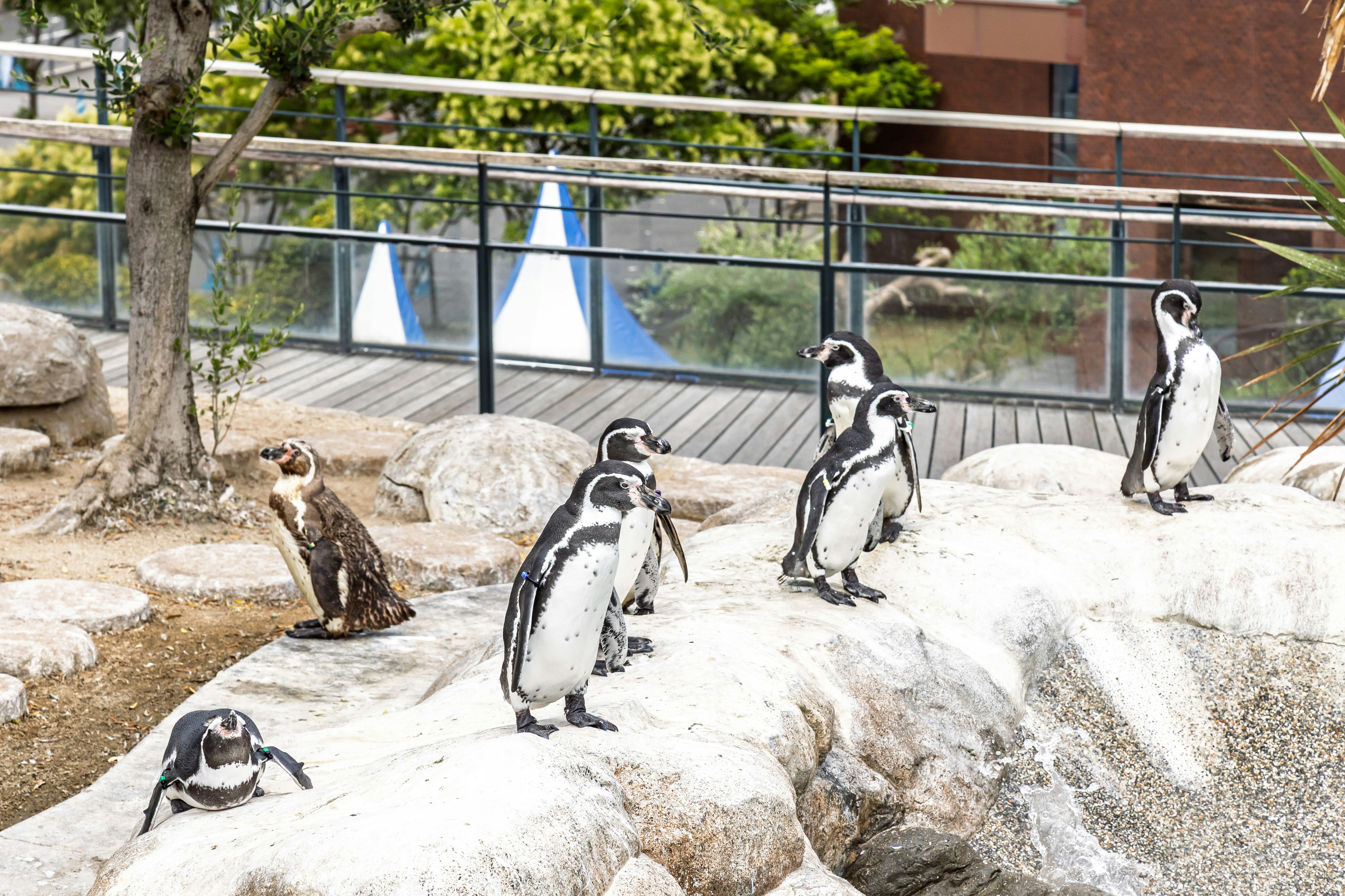 岩場の上を歩くペンギンの群れ