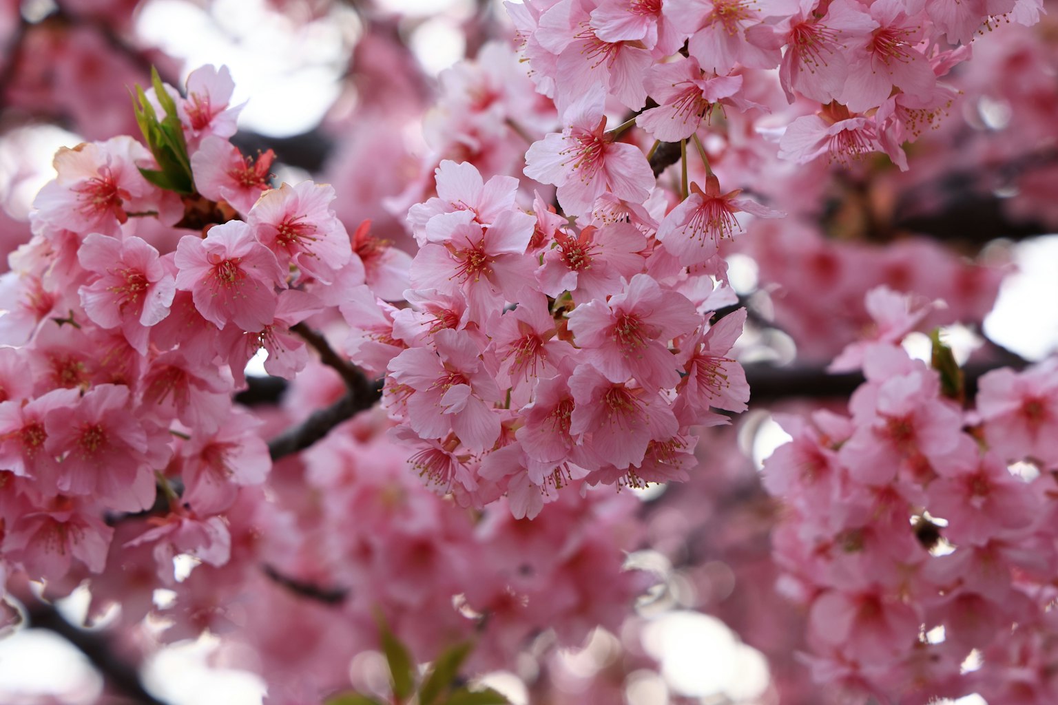 Primer plano de flores de cerezo en flor