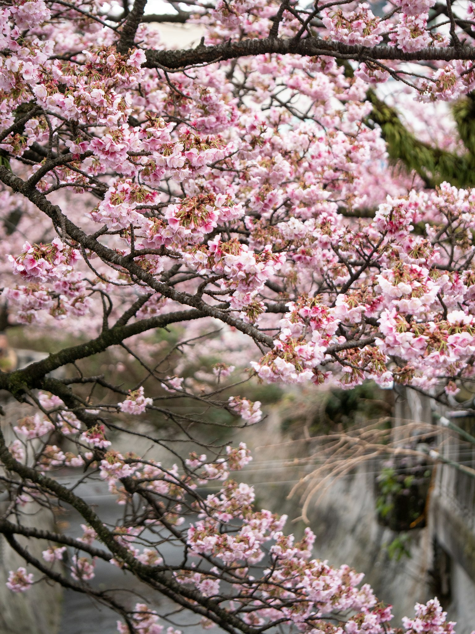 樱花盛开的树枝特写