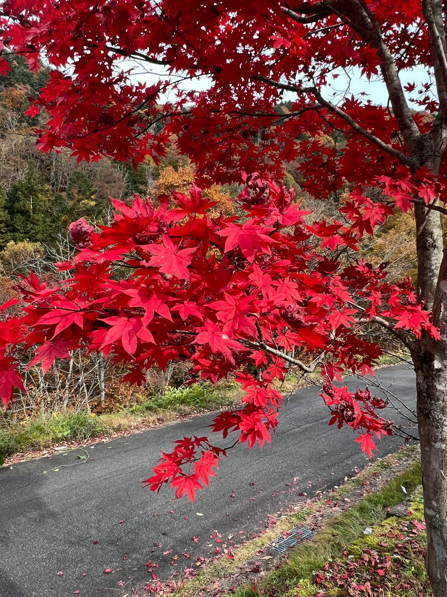 Vibrant red maple leaves on a tree with a scenic background