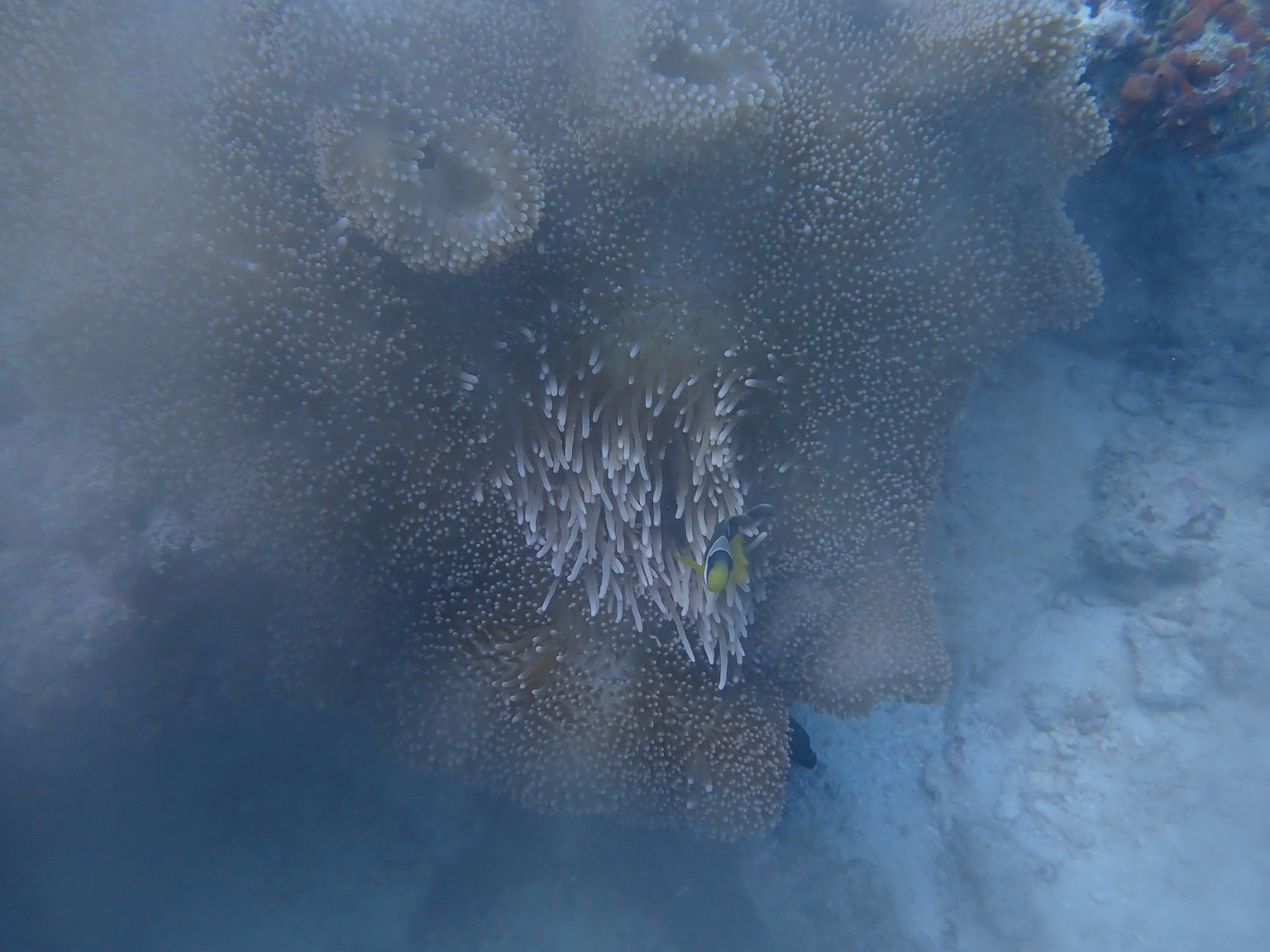 Underwater image showcasing coral and small fish
