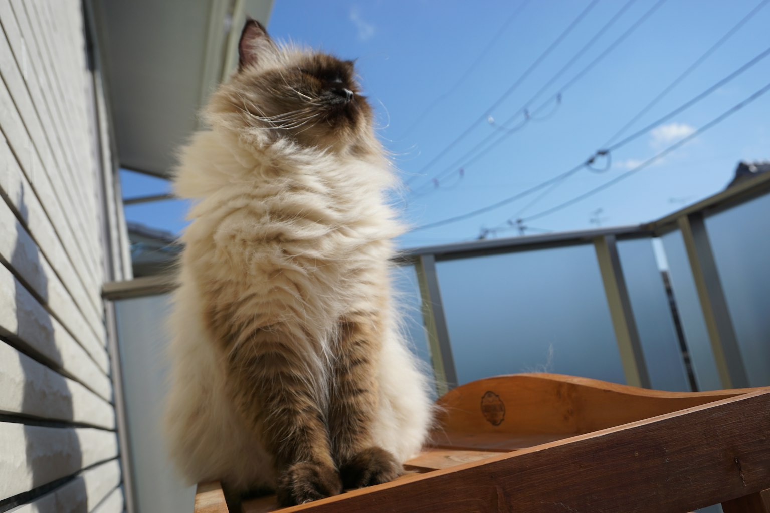 Kucing Ragdoll berjemur di bawah sinar matahari di dekat jendela dengan langit biru dan kabel listrik di latar belakang
