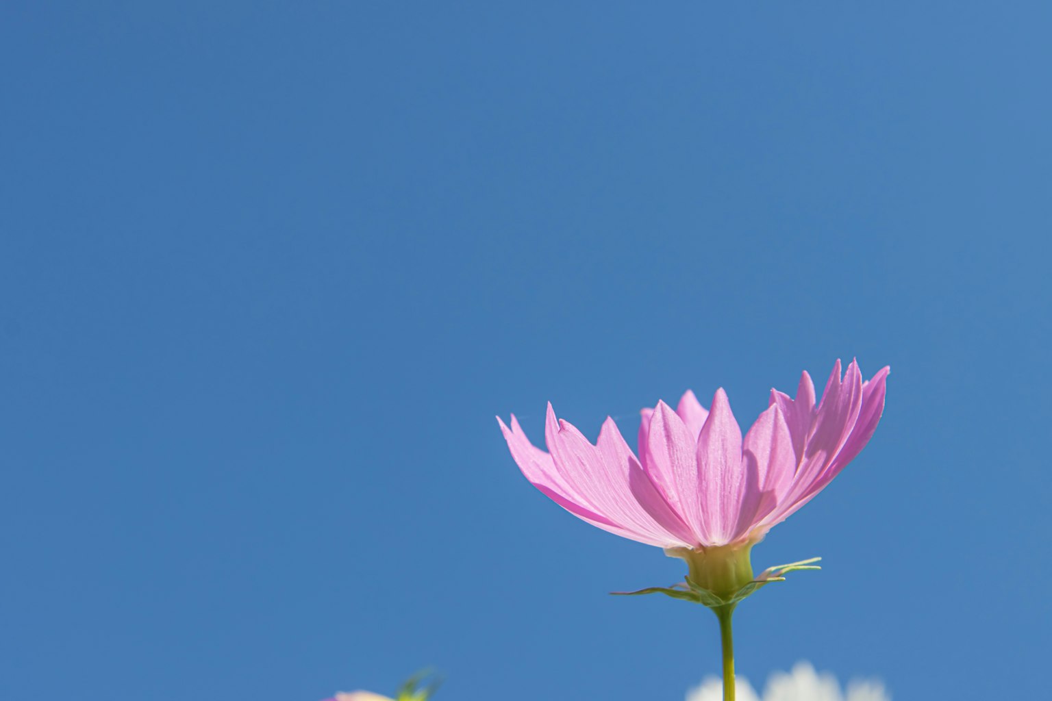 Eine rosa Blume blüht vor einem blauen Himmel