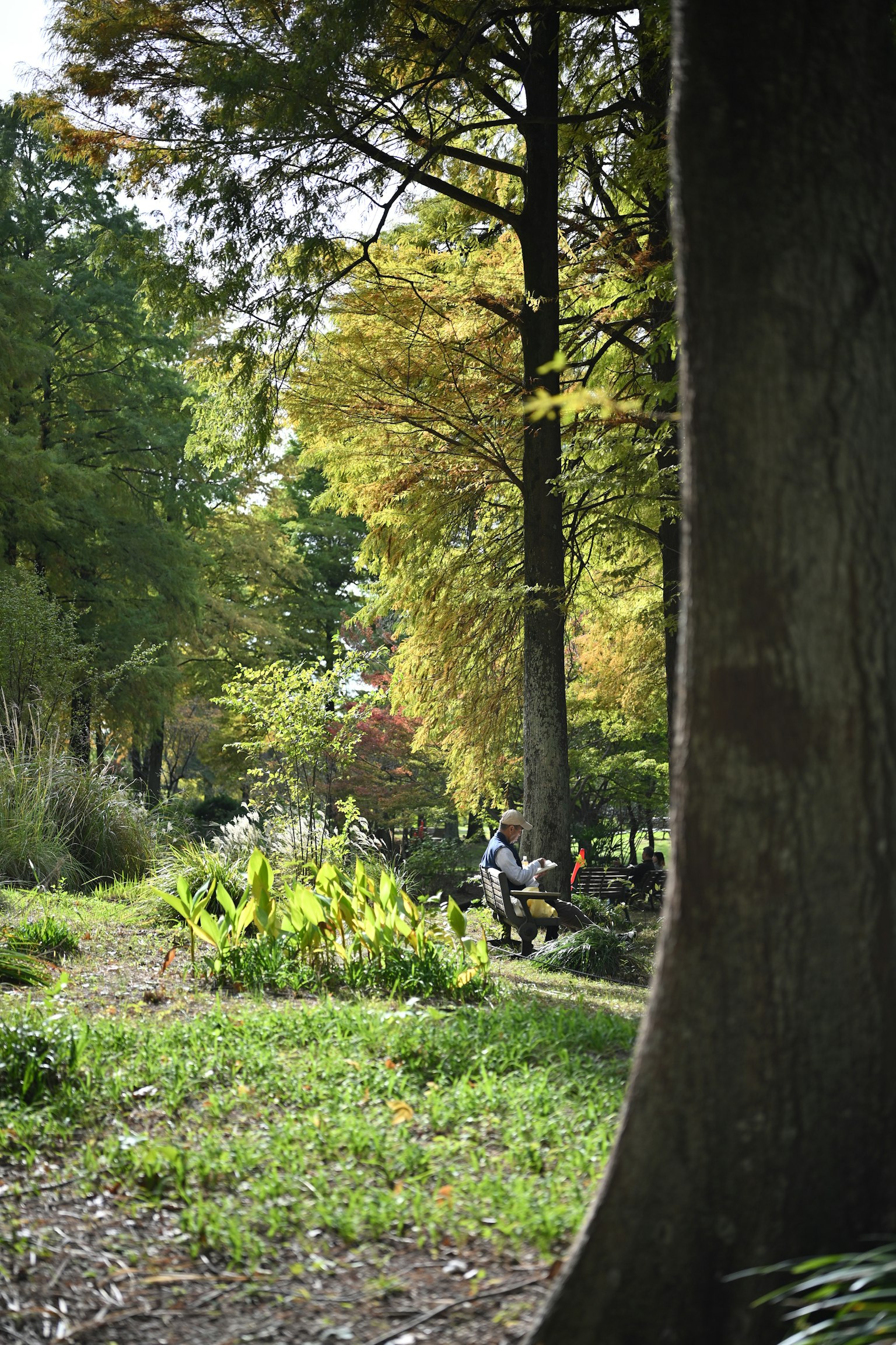 緑豊かな公園の風景で、背の高い木々と秋の色合いの葉が見える