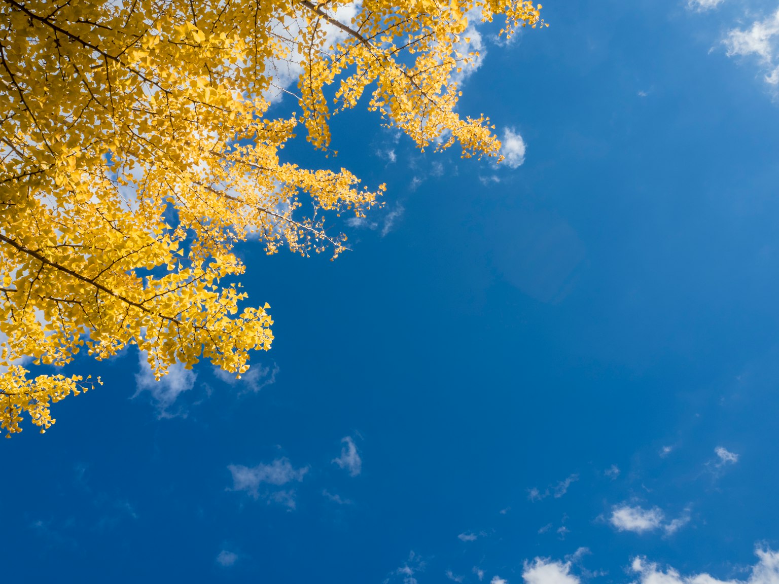 Bellissimo contrasto tra il cielo blu e le foglie gialle