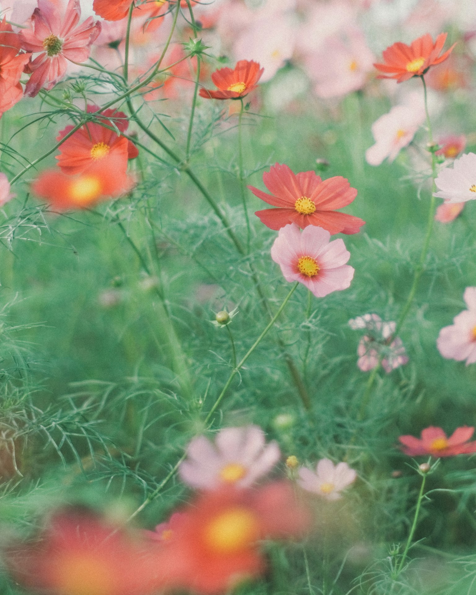 Un campo vibrante di fiori di cosmos in fiore nelle tonalità di rosa e rosso