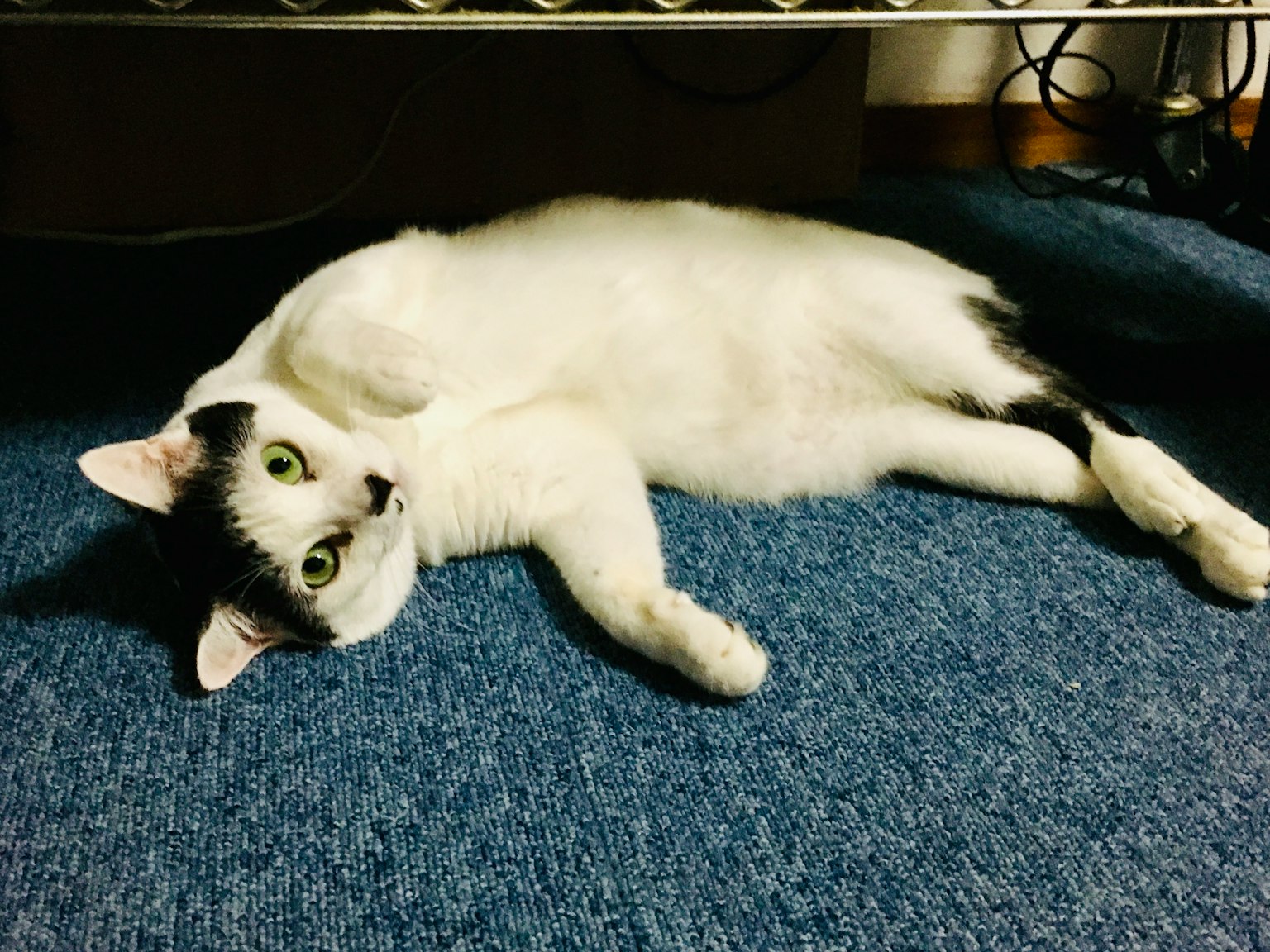 A white cat lying on a blue carpet