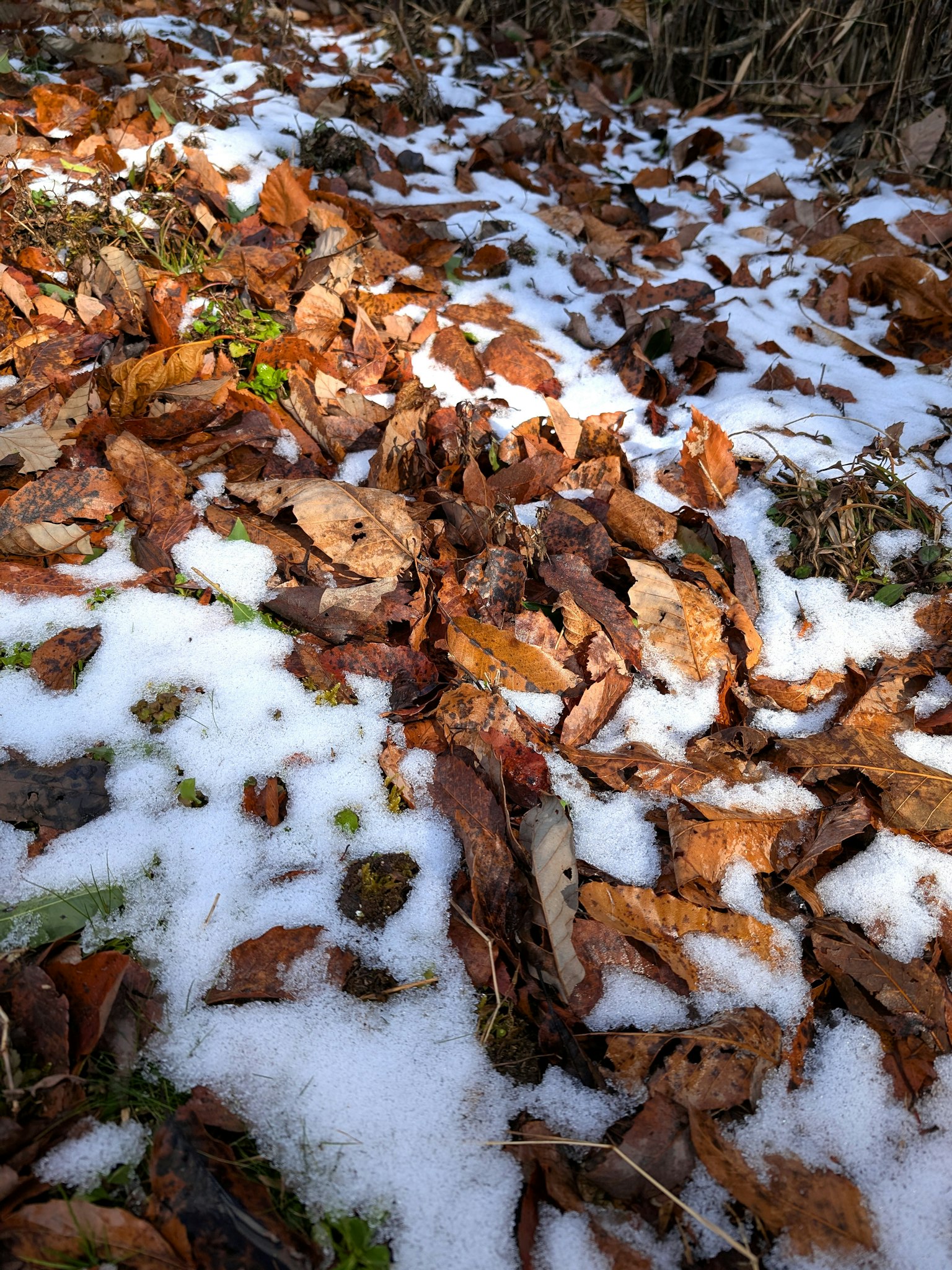 Eine Winterlandschaft mit auf Schnee verstreuten Blättern
