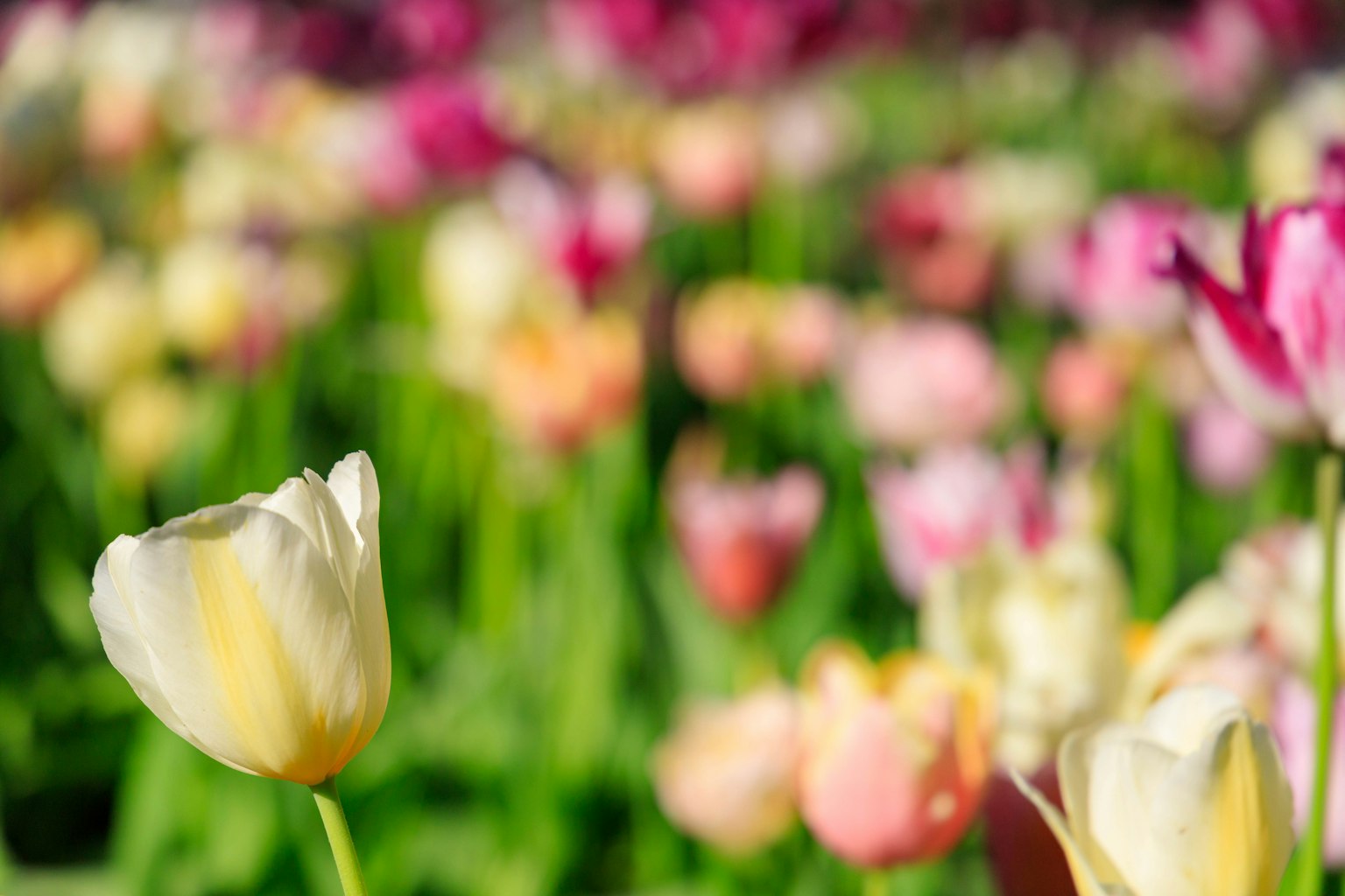 Hình ảnh tập trung vào một khu vườn với hoa tulip đầy màu sắc đang nở