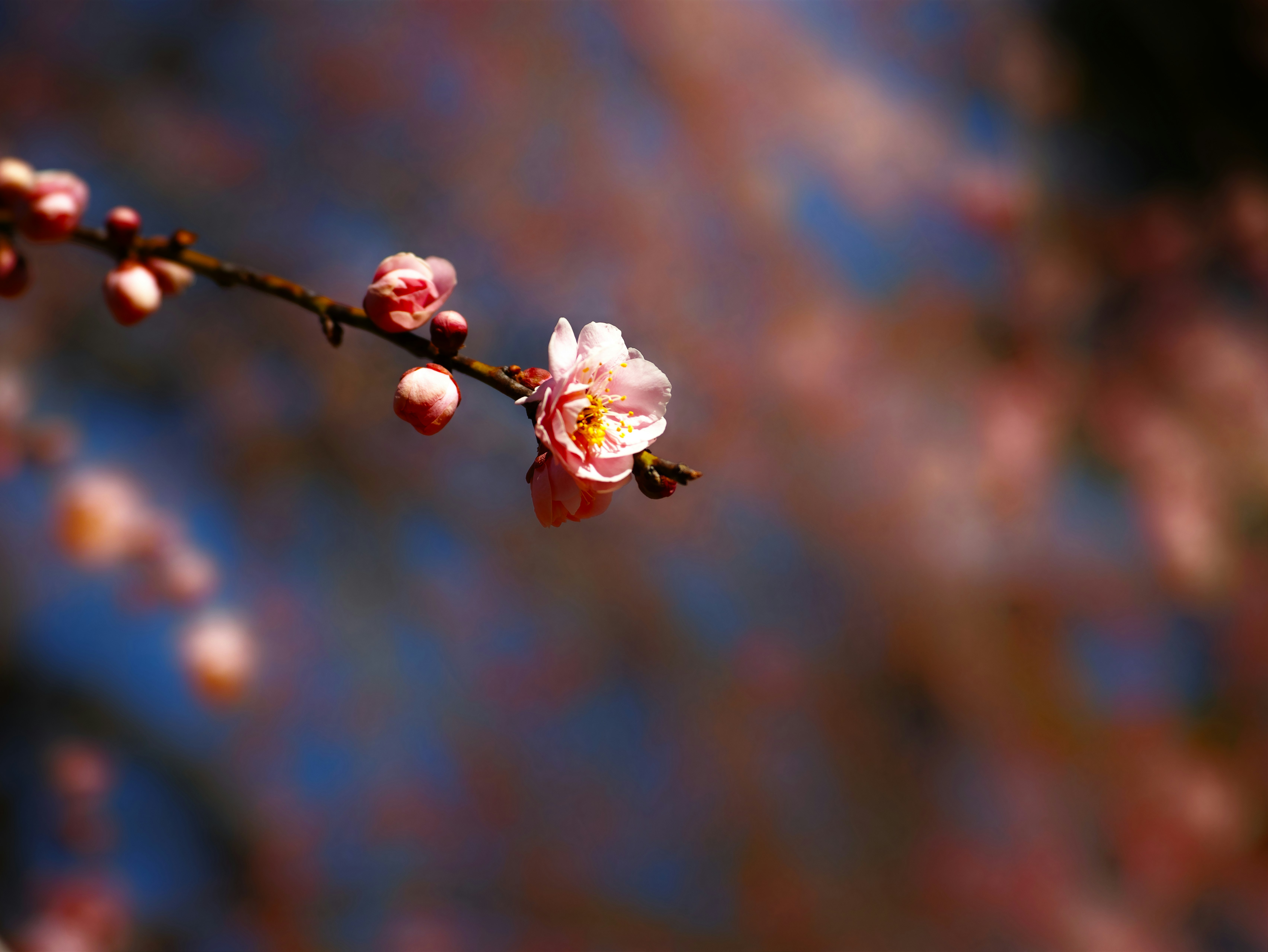 花が咲く枝先の春の自然の瞬間