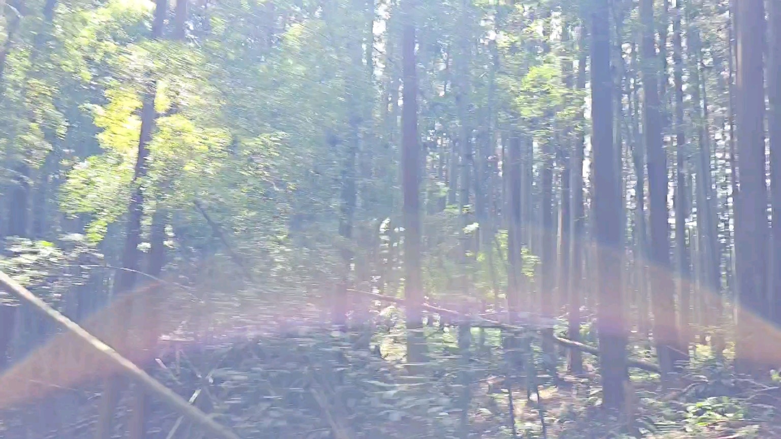 Bright forest landscape with lush green trees and sunlight filtering through