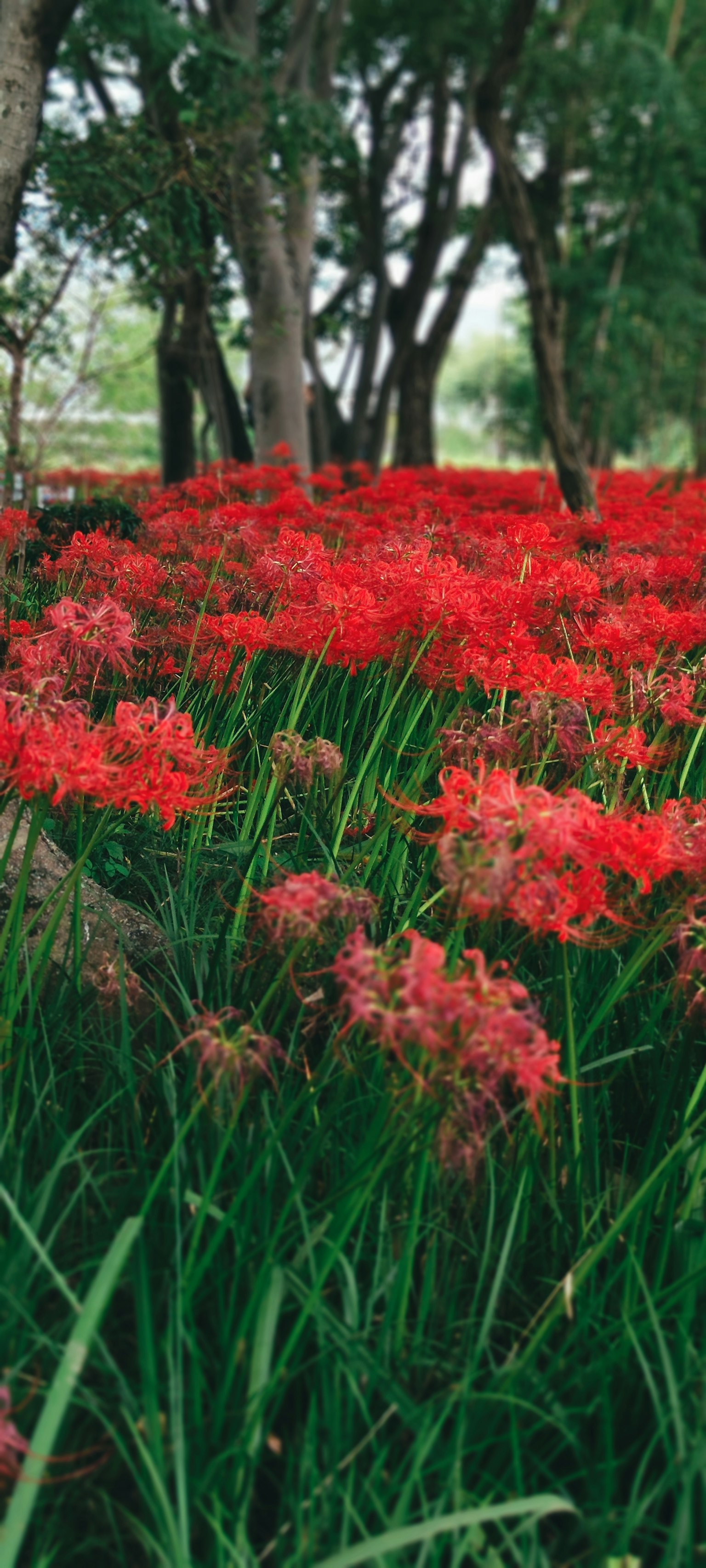 Des lys araignées rouges vibrants en fleurs dans un champ herbeux vert avec des arbres en arrière-plan
