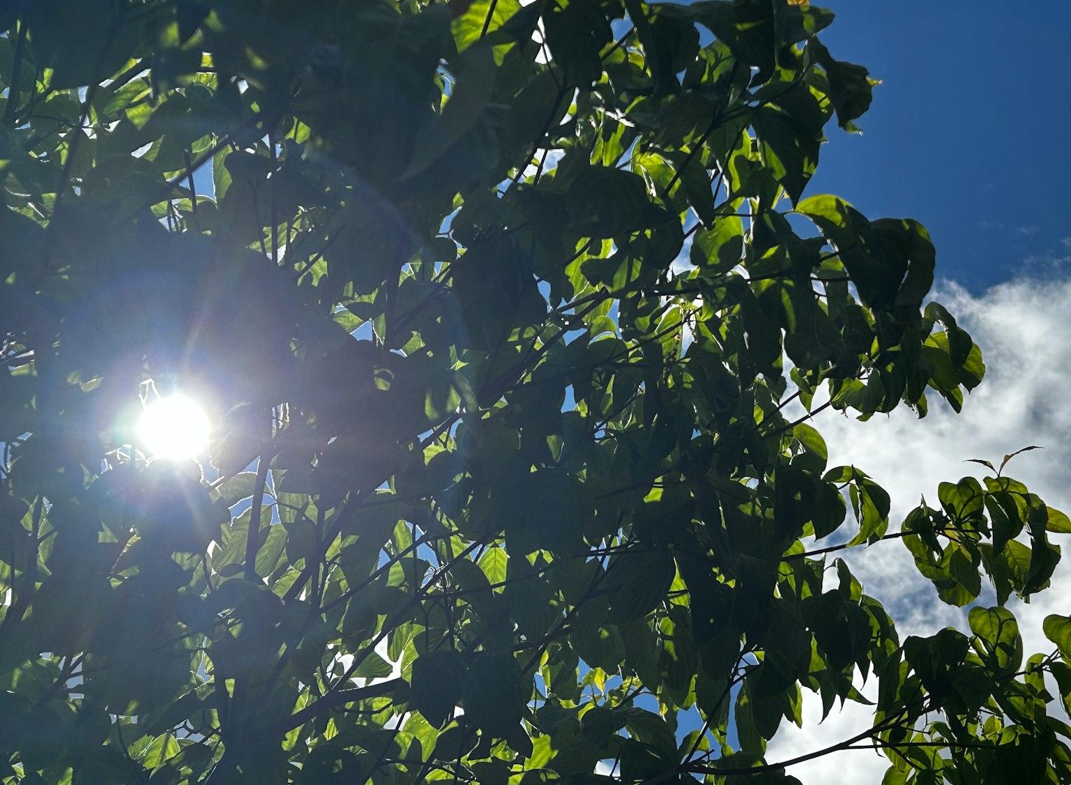 Foglie verdi sotto la luce solare brillante con cielo blu
