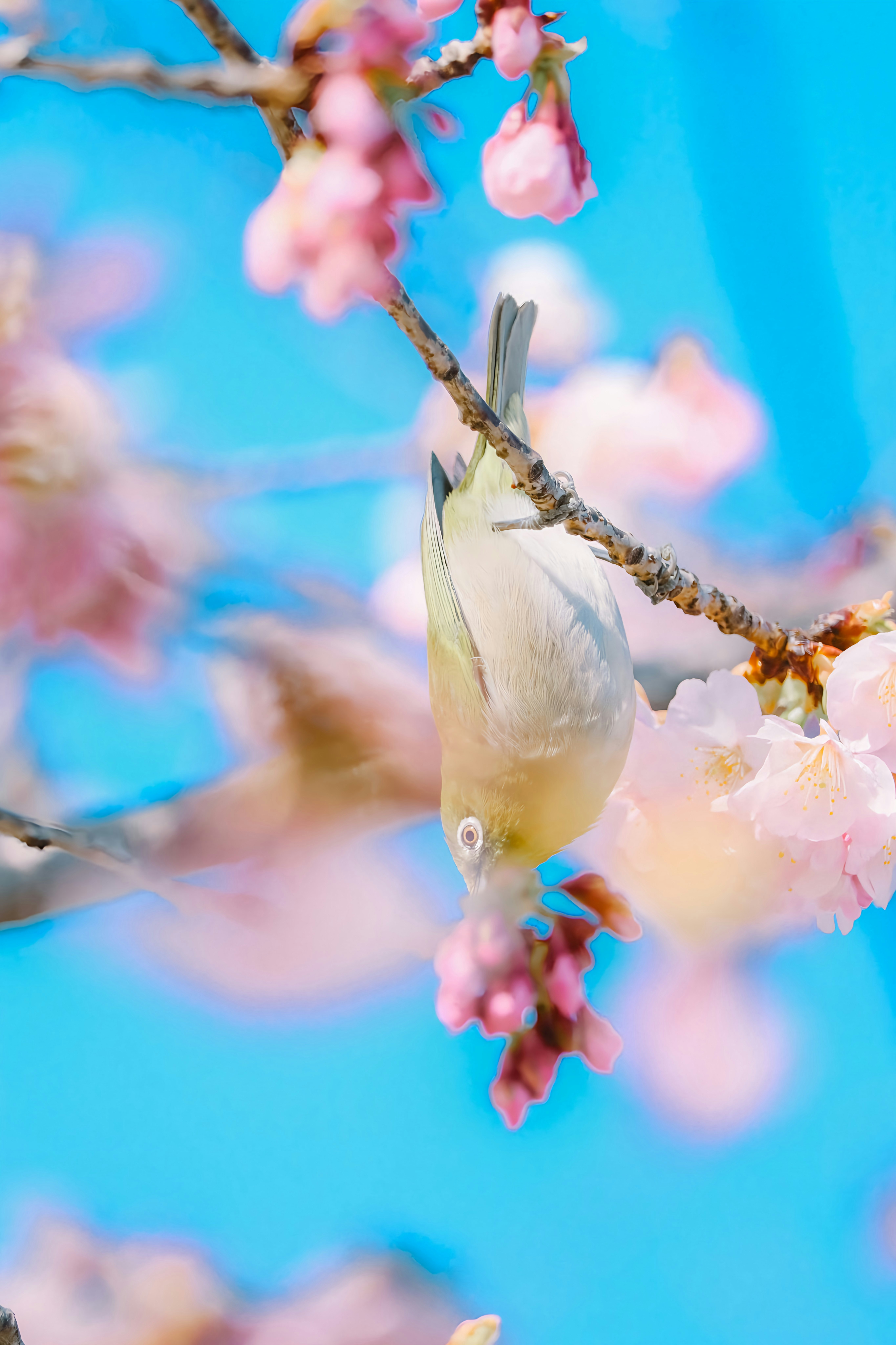 青空に映える桜の枝と花びらのクローズアップ