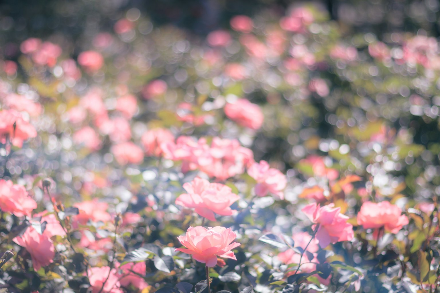 Campo de rosas rosa suave en flor