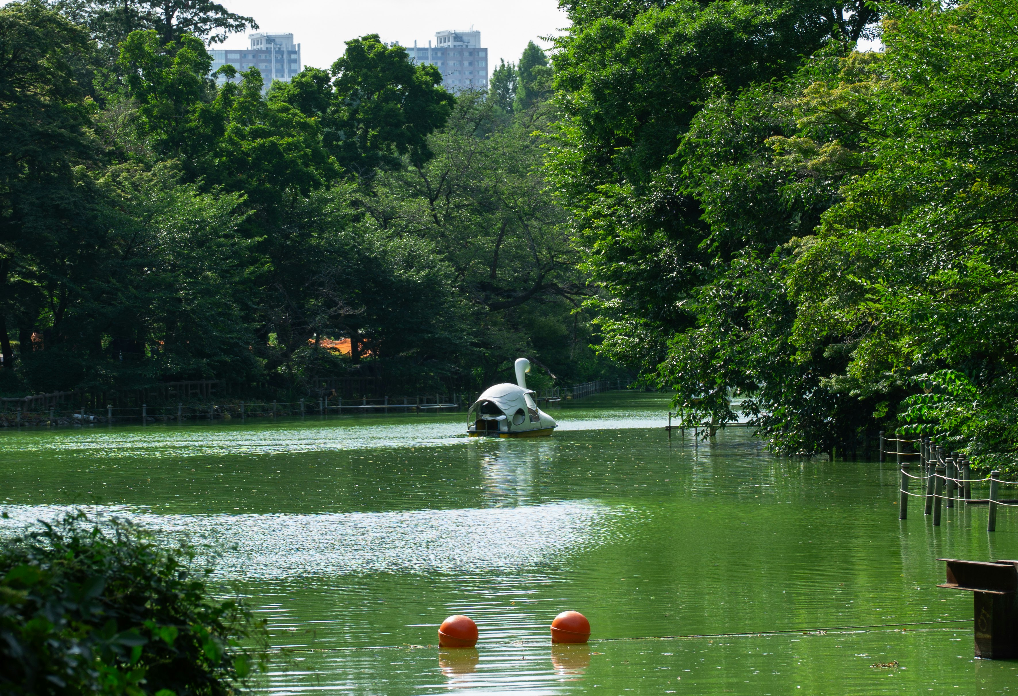 湖畔の緑に囲まれた噴水とボートのある公園の景色