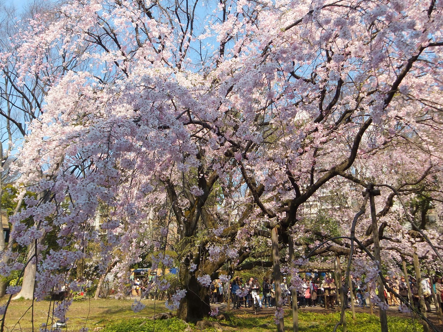 Pohon sakura yang mekar di taman