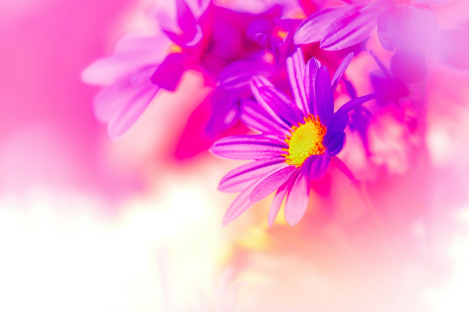 Close-up of vibrant pink flowers with yellow centers